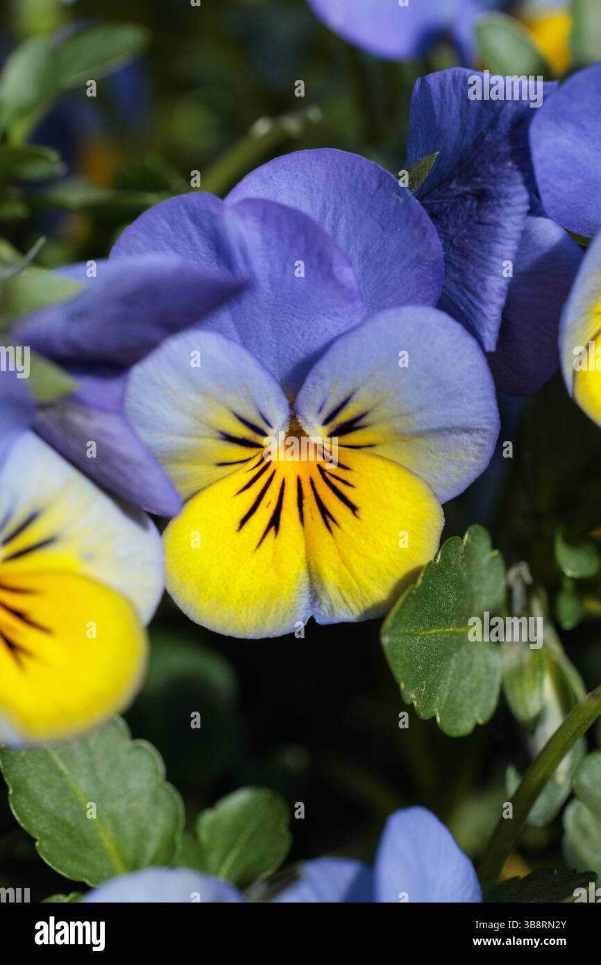 Primo piano di un fiore viola tricolore con suggestivi petali viola e gialli illuminati dalla luce soffusa del sole, che mostrano delicate texture e bellezza naturale Foto Stock