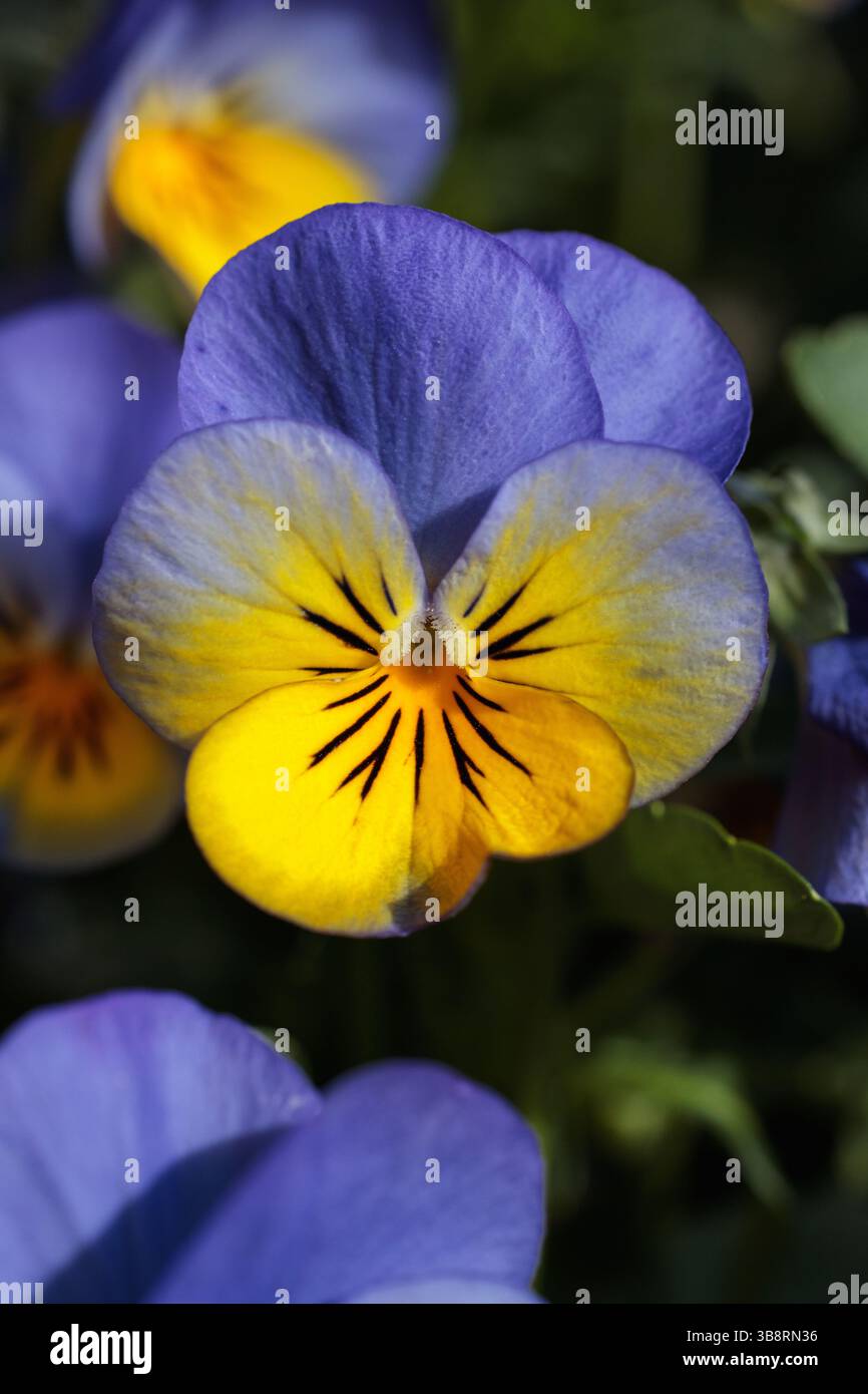 Foto macro di una pansia fiorita con intense sfumature viola e giallo, che rivelano una dettagliata struttura a petali e uno sfondo morbido e sfocato Foto Stock
