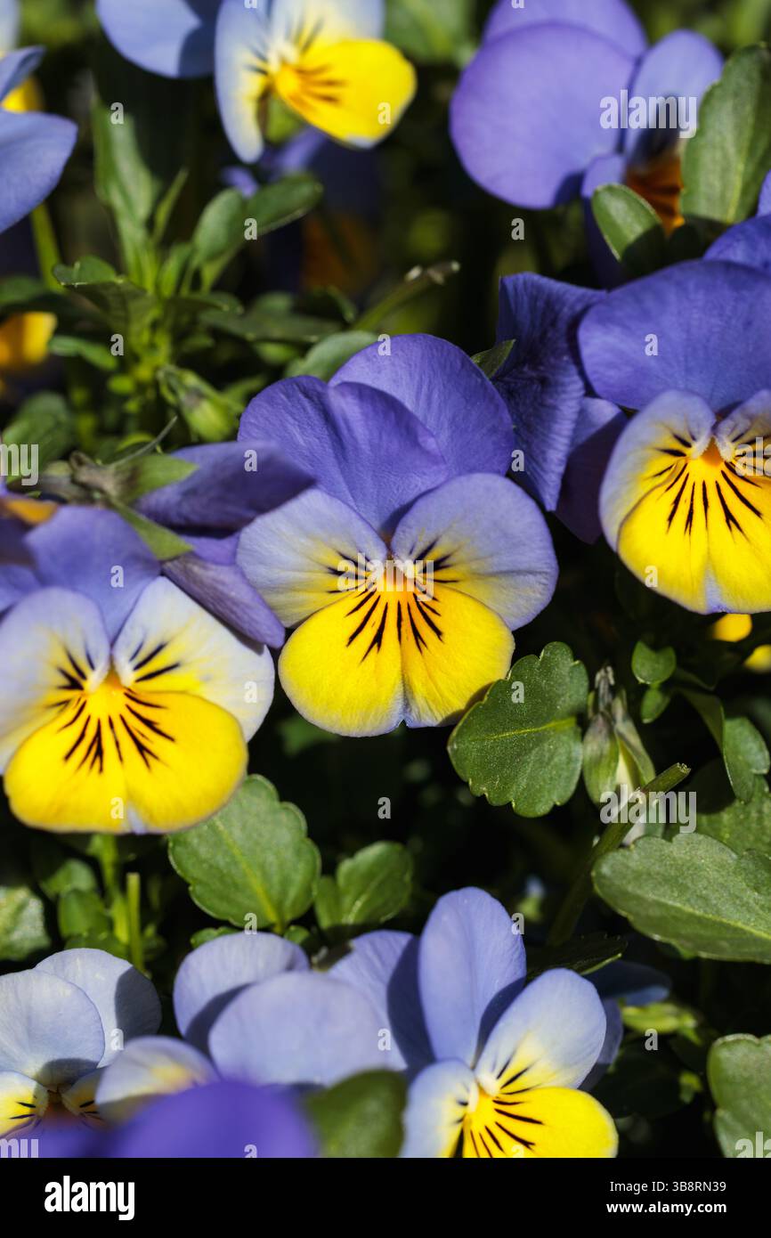 Gruppo di pansie selvatiche viola e gialle in fiore in un giardino primaverile, catturando la loro fresca bellezza Foto Stock