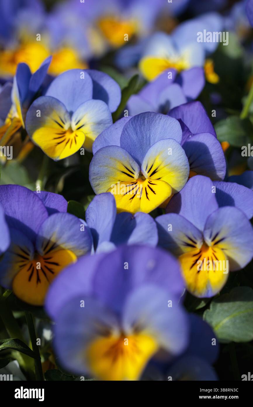 Colorato gruppo di viole che si illuminano alla luce del sole, catturando l'essenza del rinnovamento primaverile con una messa a fuoco morbida e ricchezza floreale in un ambiente da giardino Foto Stock