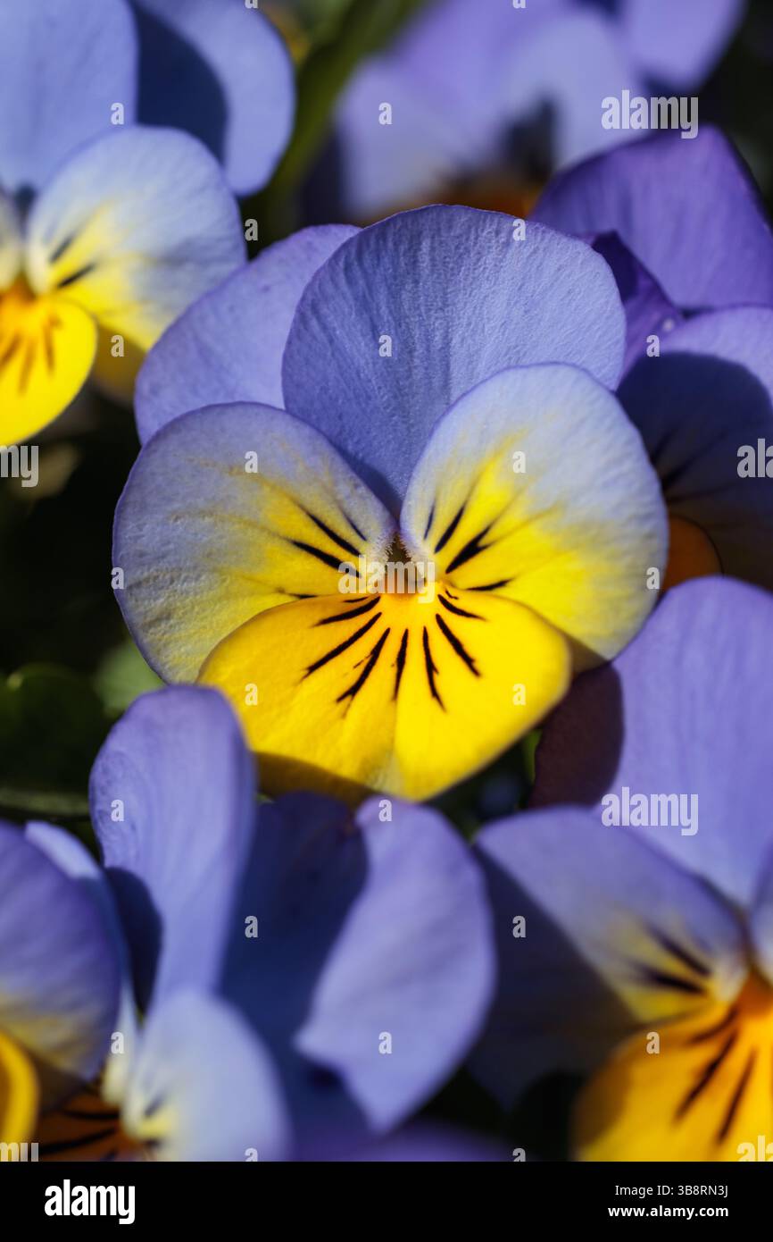 Un unico fiore di pansia si distingue per la sua nitidezza contro una sfocatura da sogno di fiori simili, sottolineando i dettagli unici dei suoi petali Foto Stock