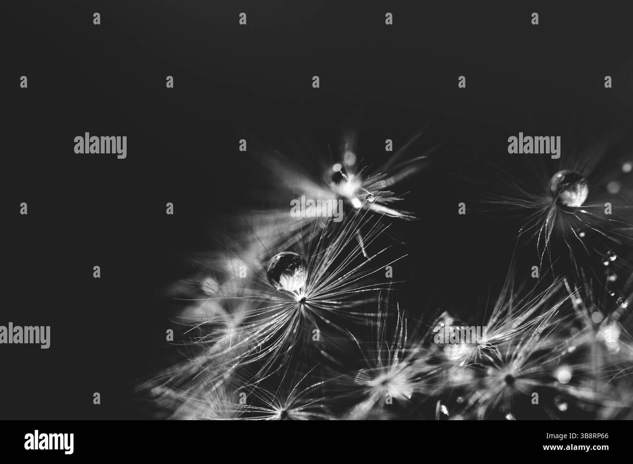 Natura macro. Gocce di rugiada bella su macro di semi di dente di leone. Splendido sfondo morbido. Gocce d'acqua su paracadute dente di leone. Spazio di copia. Soft focus su w Foto Stock