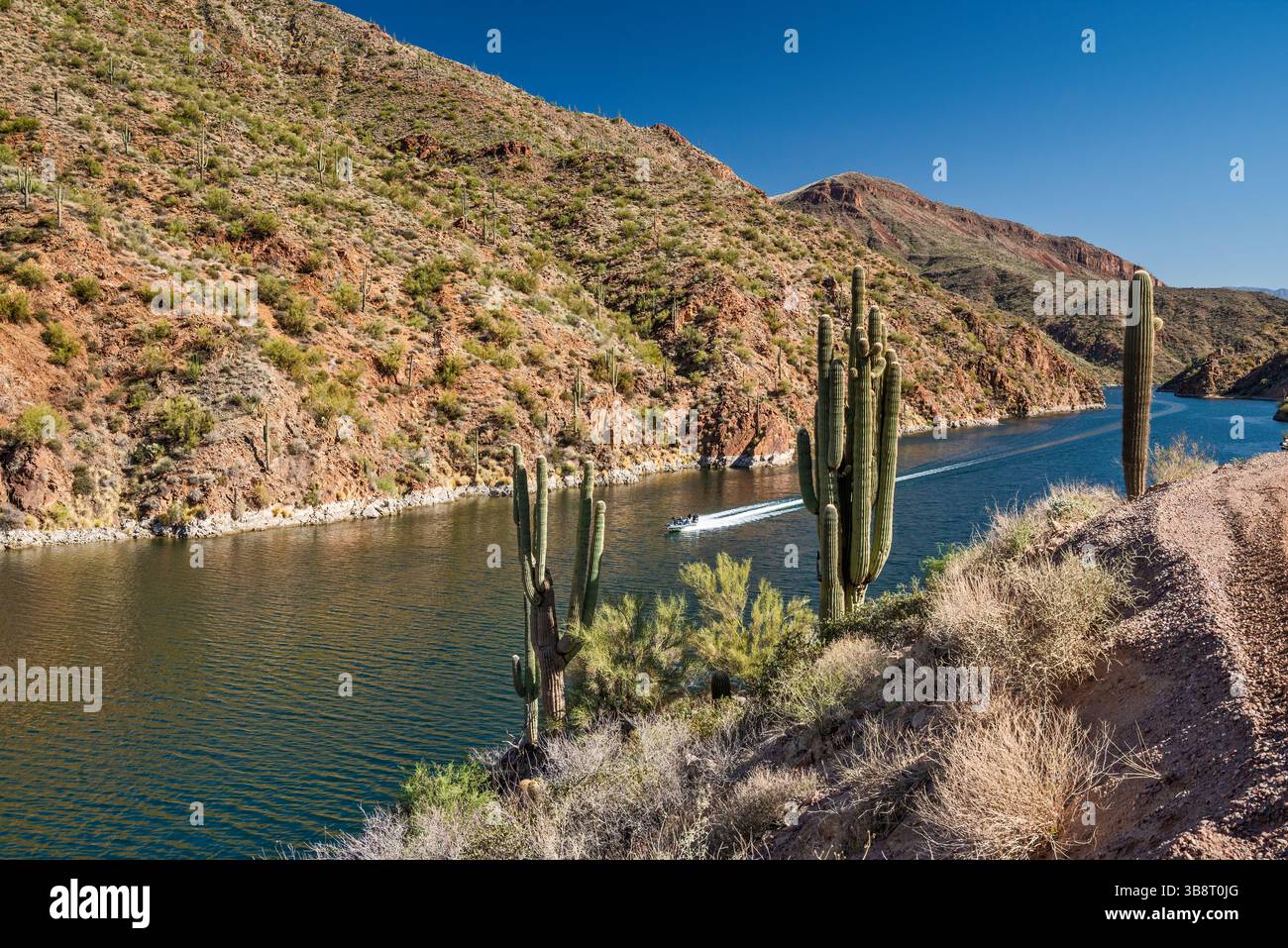 Motoscafo, saguaro sul lago Apache sul fiume Salt, vicino alla diga Theodore Roosevelt, Mazatzal Mtns, vista dall'Apache Trail, Tonto Natl Forest, Arizona, Stati Uniti Foto Stock
