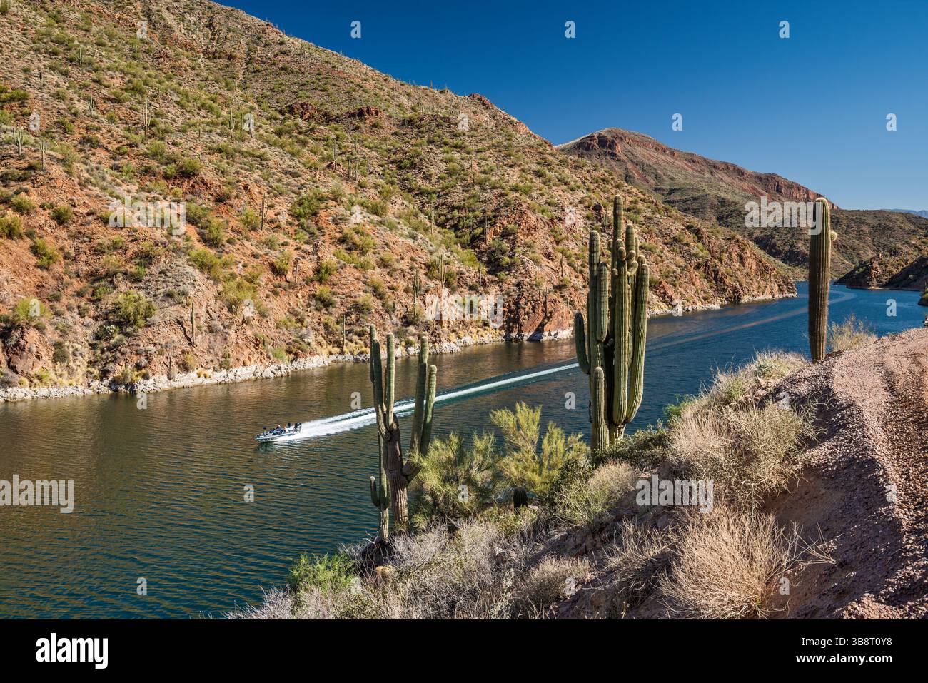 Motoscafo, saguaro sul lago Apache sul fiume Salt, vicino alla diga Theodore Roosevelt, Mazatzal Mtns, vista dall'Apache Trail, Tonto Natl Forest, Arizona, Stati Uniti Foto Stock