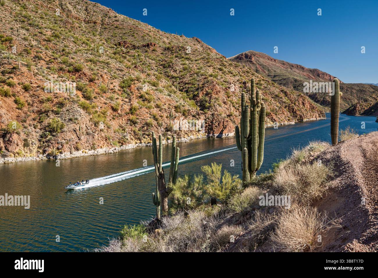 Motoscafo, saguaro sul lago Apache sul fiume Salt, vicino alla diga Theodore Roosevelt, Mazatzal Mtns, vista dall'Apache Trail, Tonto Natl Forest, Arizona, Stati Uniti Foto Stock