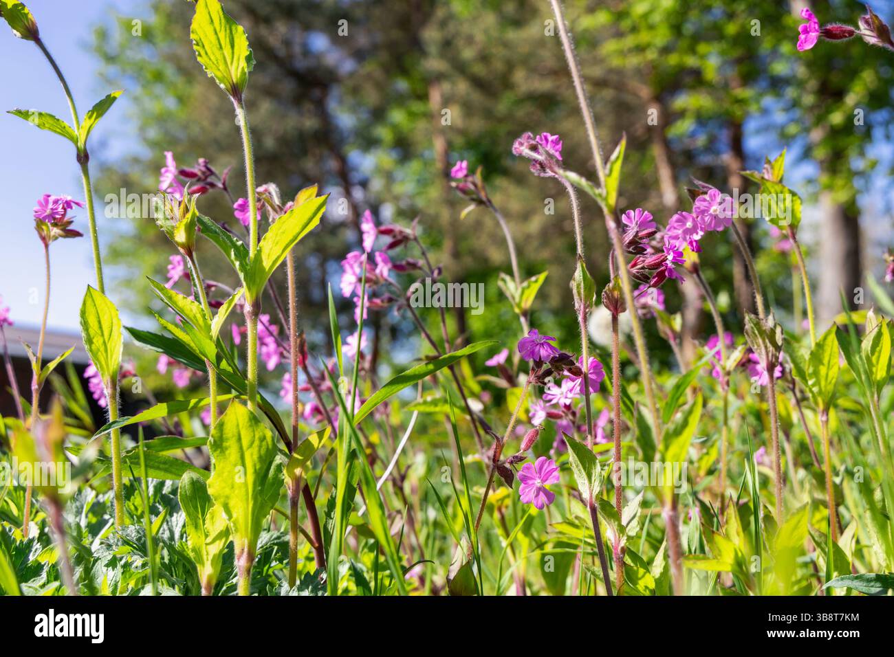 Erba verde fresca e piccoli fiori viola. Estate - Primavera. Foto di alta qualità Foto Stock