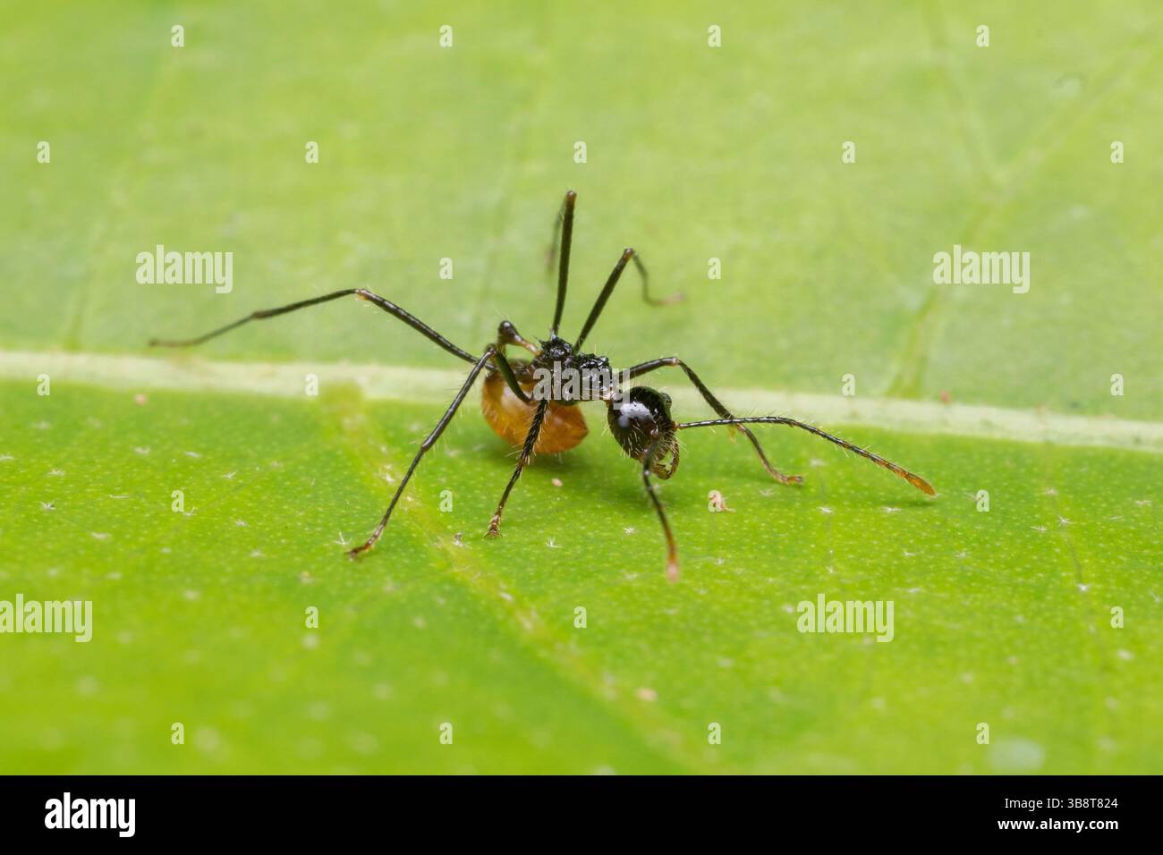 Primo piano di Ant on Green Leaf – Macro Insect Photography Foto Stock