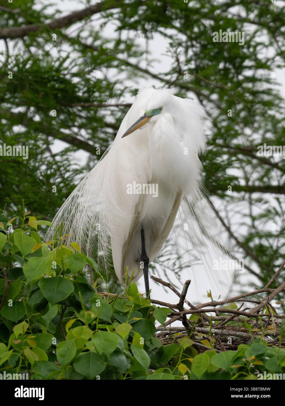 Allevamento di grandi egrette adulte in piedi sul nido di cima agli alberi, con un cipresso calvo sullo sfondo. Fotografato al Resoft Park di Alvin, Texa Foto Stock