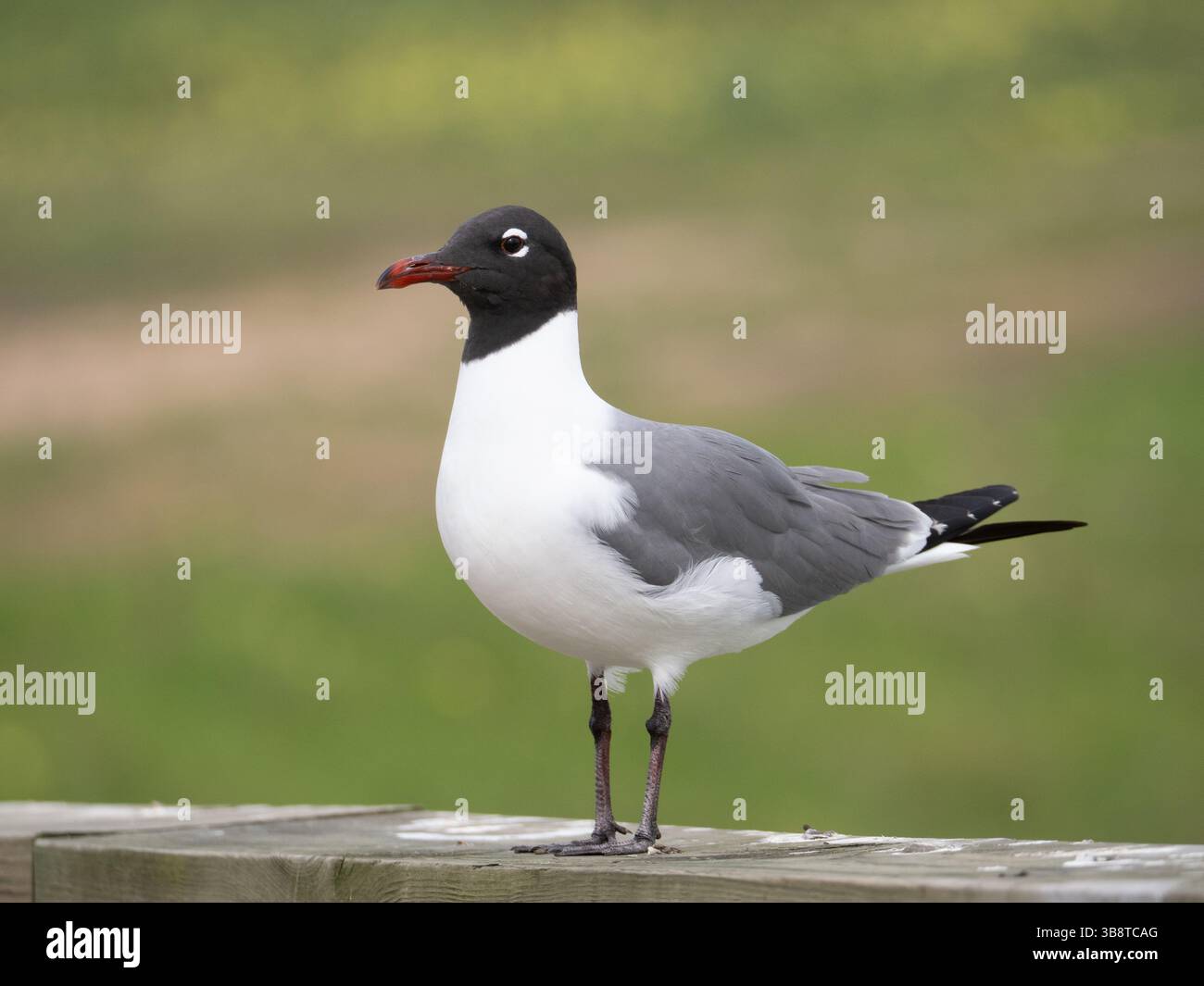 Primo piano di un gabbiano ridendo in piedi su una trave di legno e fotografato con una profondità di campo bassa ad Alvin, Texas. Foto Stock