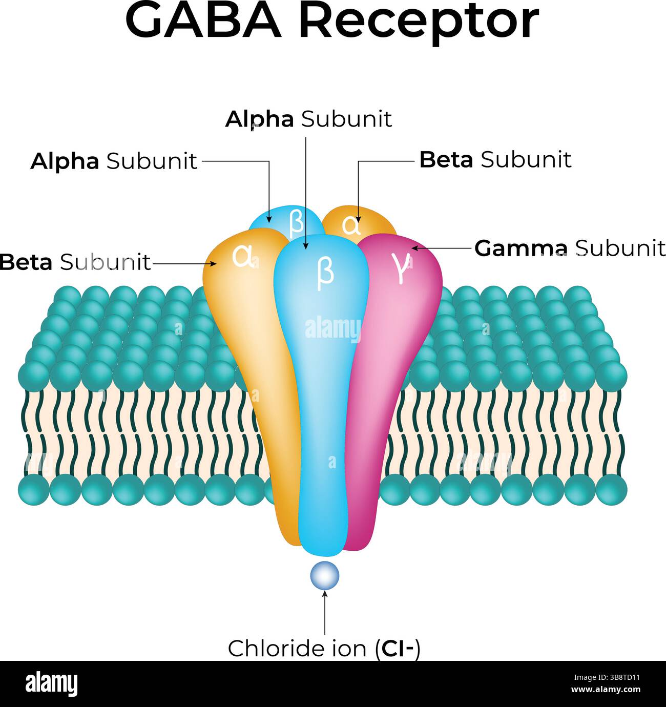 Illustrazione del vettore di progettazione della struttura del recettore GABA e della funzione Illustrazione Vettoriale