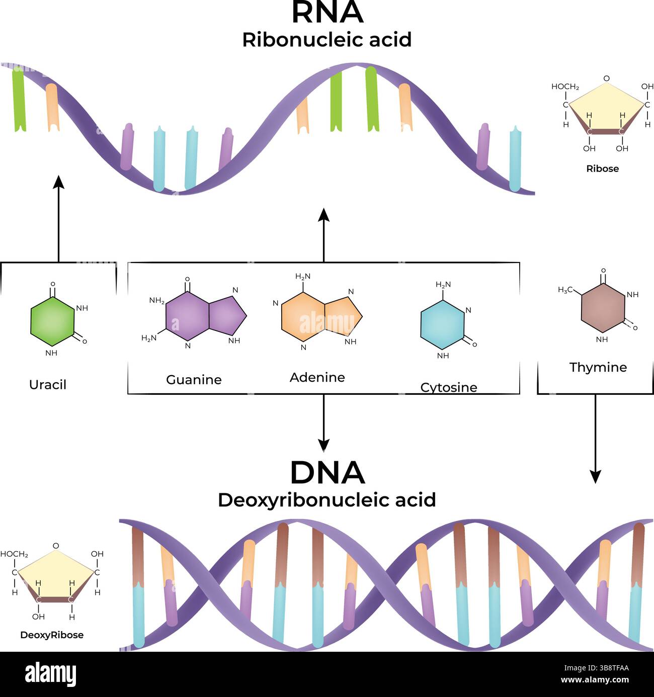 Confronto della struttura di RNA e DNA con l'illustrazione del vettore basi Illustrazione Vettoriale
