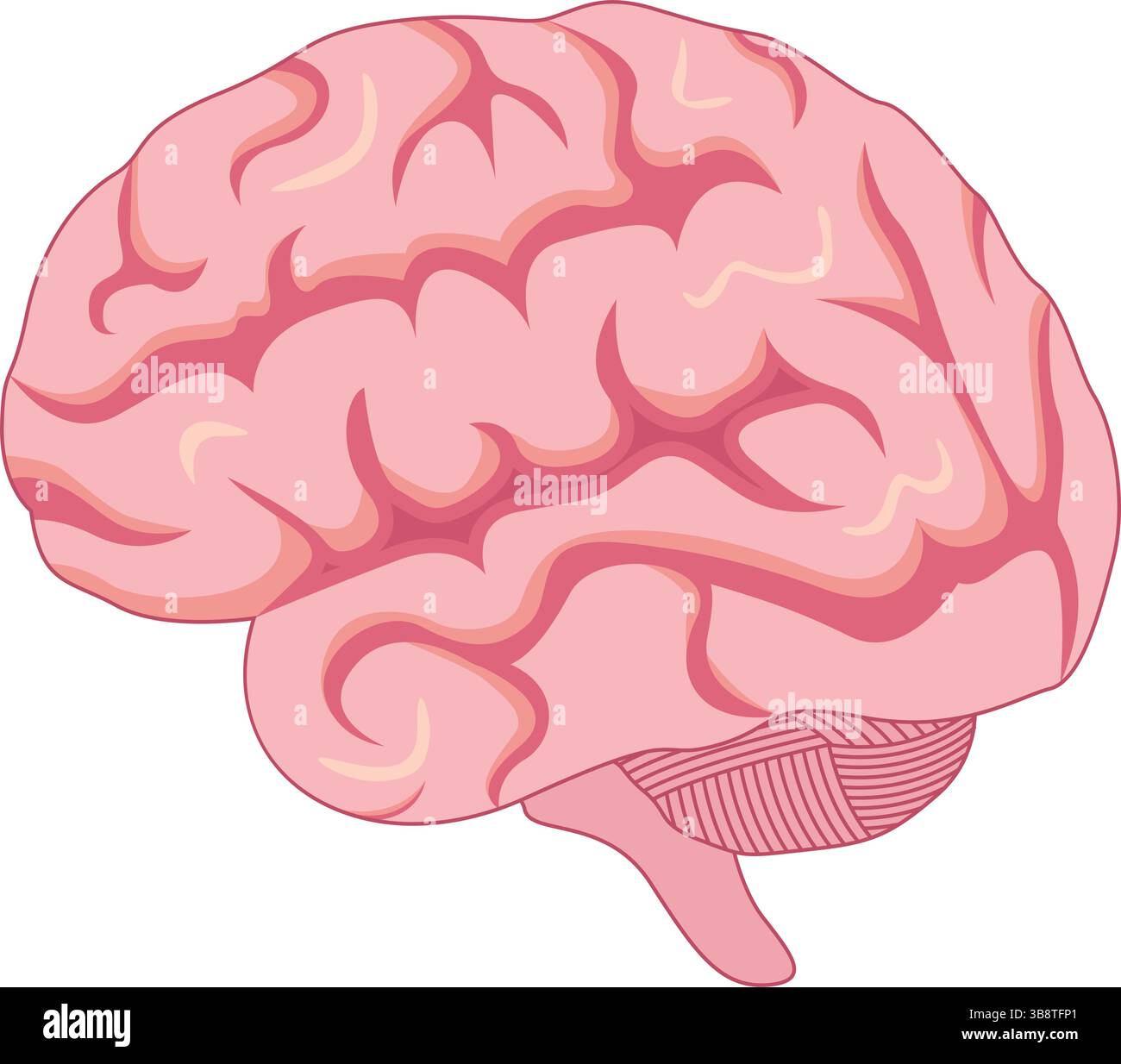 Illustrazione del vettore di progettazione dell'anatomia cerebrale umana Illustrazione Vettoriale