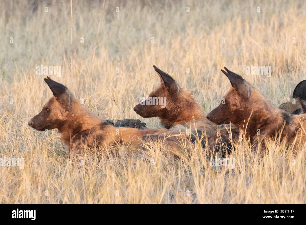 Pacchetto di allerta di cani selvatici africani che osservano i predatori Foto Stock