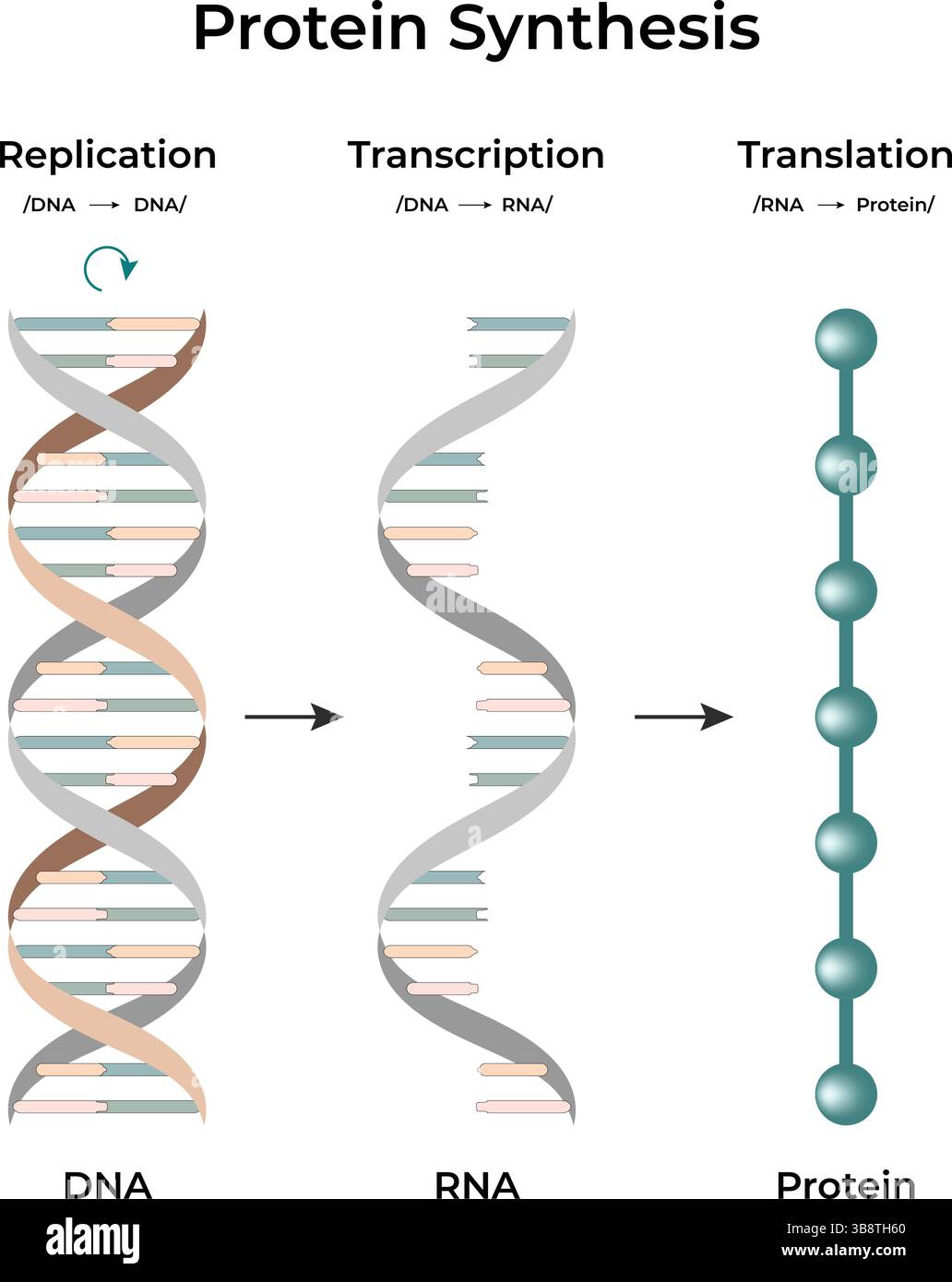 Illustrazione della trascrizione della replica della sintesi proteica e del vettore di traduzione Illustrazione Vettoriale
