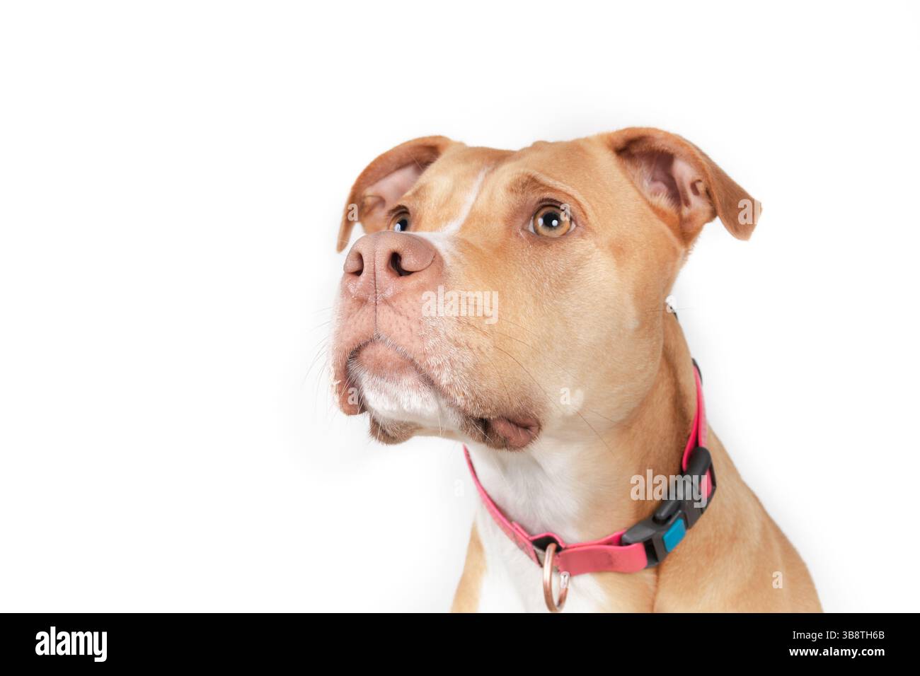 Cane isolato che guarda la macchina fotografica con un linguaggio del corpo curioso e speranzoso. Grande mix di Pitbull dall'aspetto accattivante e dall'espressione mirata. Colpo alla testa. 3 anni, female Foto Stock