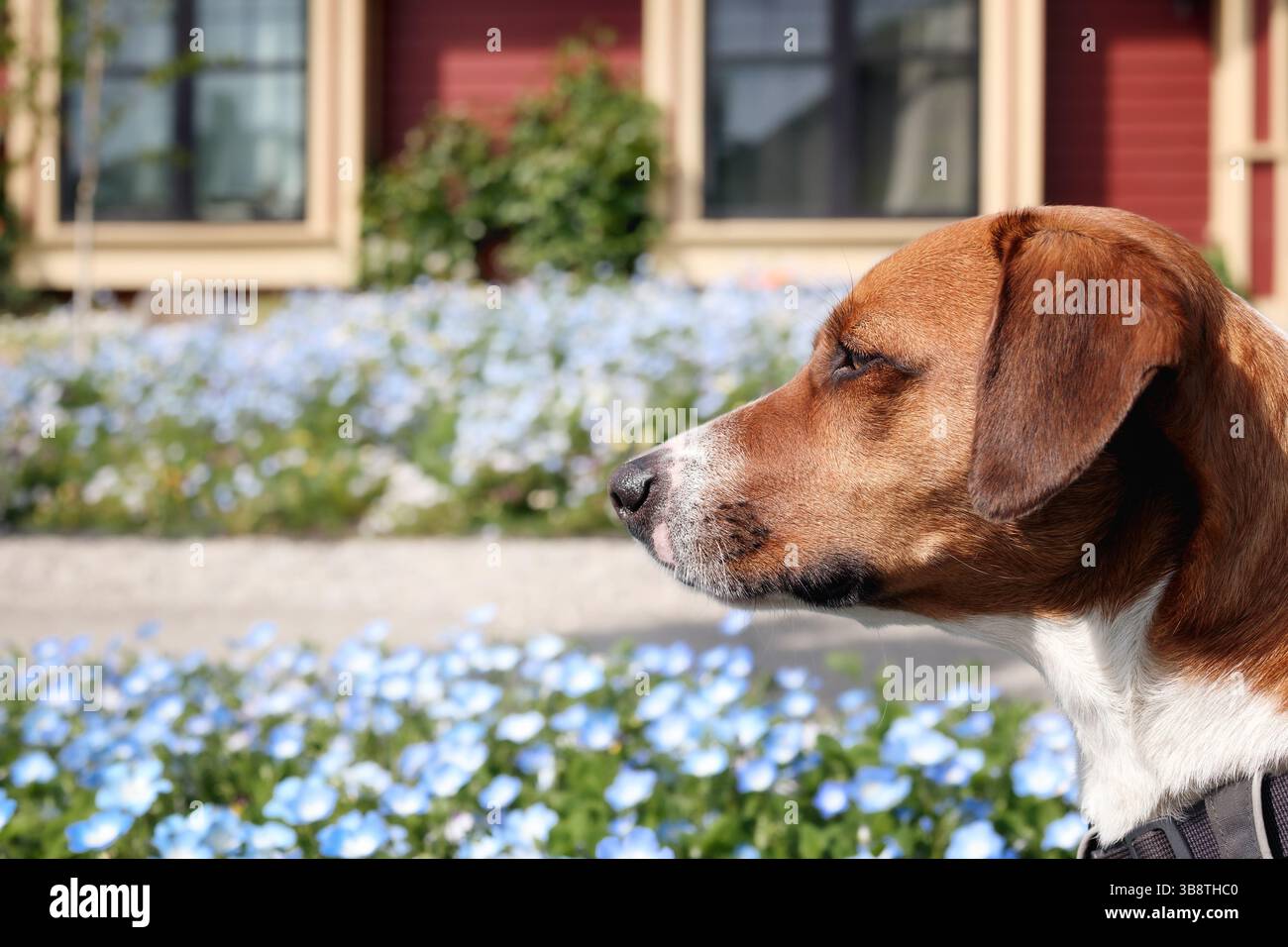Rilassato cane seduto davanti alla casa e campo di fiori defocalizzato. Vista laterale del cane che si gode la soleggiata giornata primaverile in un prato di fiori blu davanti Foto Stock