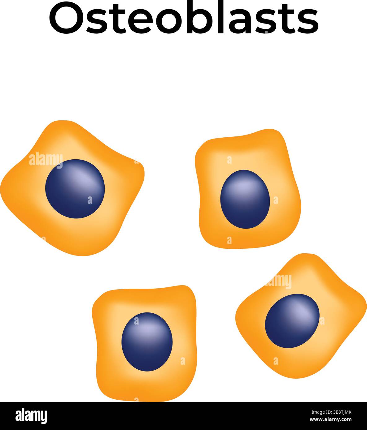 Illustrazione del vettore di progettazione delle cellule Osteoblasts Illustrazione Vettoriale