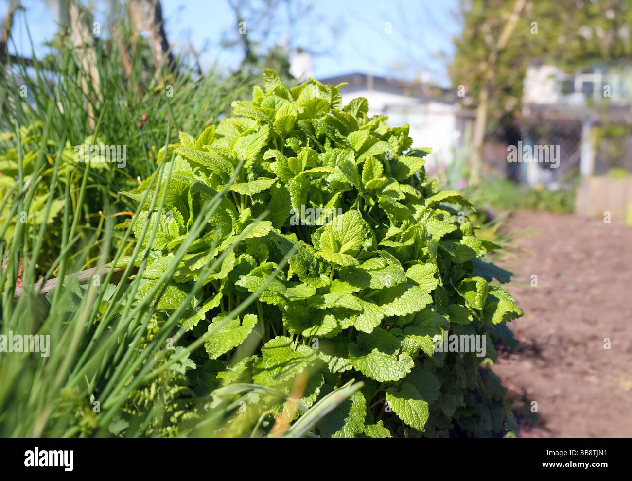 Lemonella balsamo di limone pianta in giardino. Lussureggiante erba profumata di limone con foglie verdi gialle nel letto del giardino. Balsamo delicato o Melissa officinalis. Usato nel balsamo Foto Stock