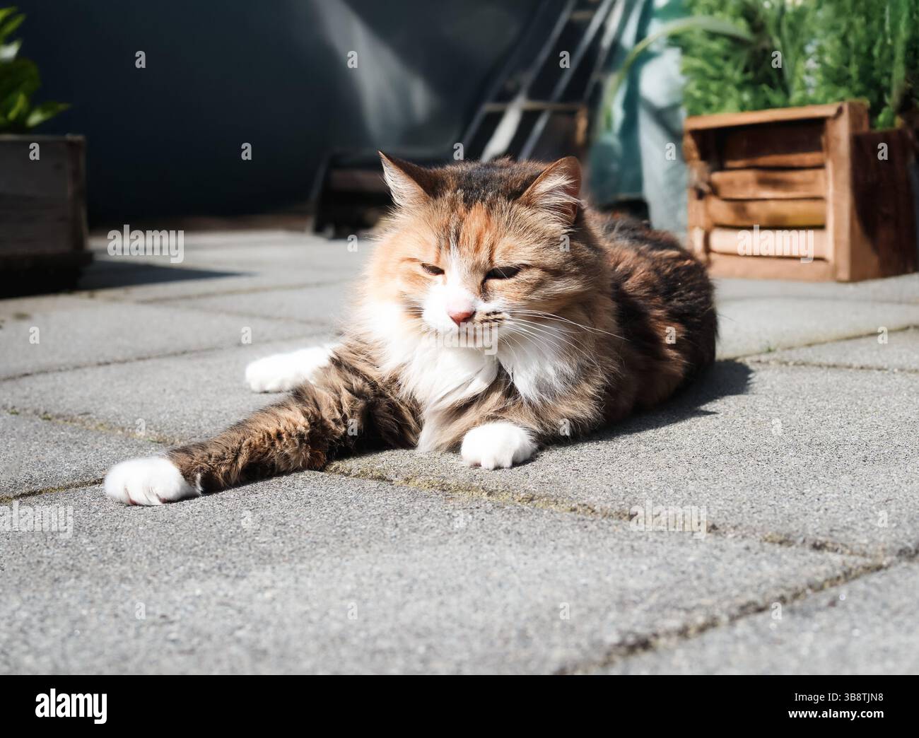 Gatto rilassato sdraiato sul patio mentre prendeva il sole. Simpatico gattino soffice che si gode il sole. Contenuto del linguaggio del corpo, sonno o spianamento. Gatta calico femmina che si diverte Foto Stock