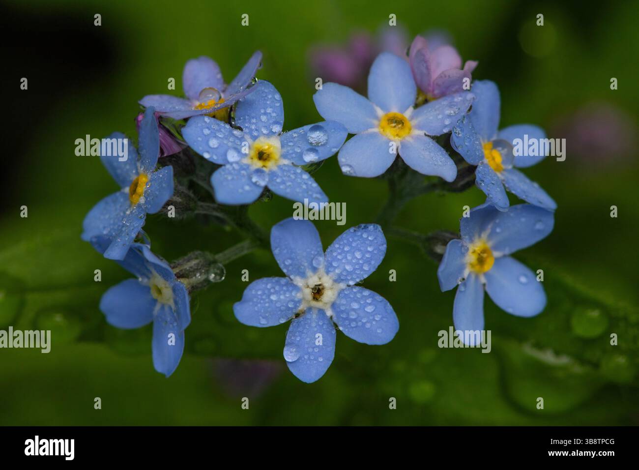 Morning Dewdrops sul primo piano di Forget-me-nots Foto Stock