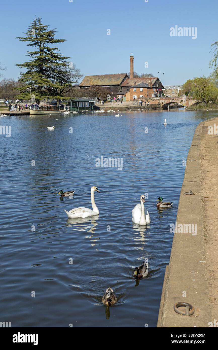 Cigni, anatre, Cox's Yard e il vecchio ponte dei tram, River Avon, Stratford-upon-Avon, Warwickshire, Inghilterra, Regno Unito, Europa Foto Stock