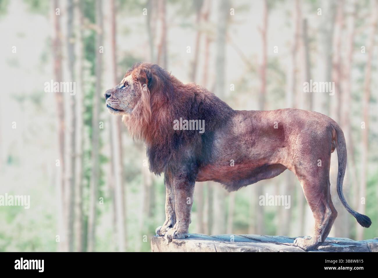 Un maestoso leone si erge orgogliosamente su una roccia, circondato da una tranquilla foresta. Mostrando la bellezza e la forza della fauna selvatica in natura, questa immagine evoca Foto Stock