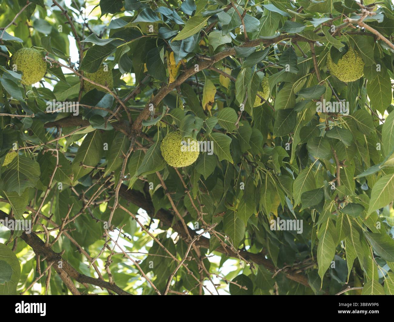 Frutti verdi di arancia maclura pomifera osage, mela di cavallo e mela di adamo crescono in natura sull'albero. Uso della frutta di Maclura in medicina alternativa, in particula Foto Stock