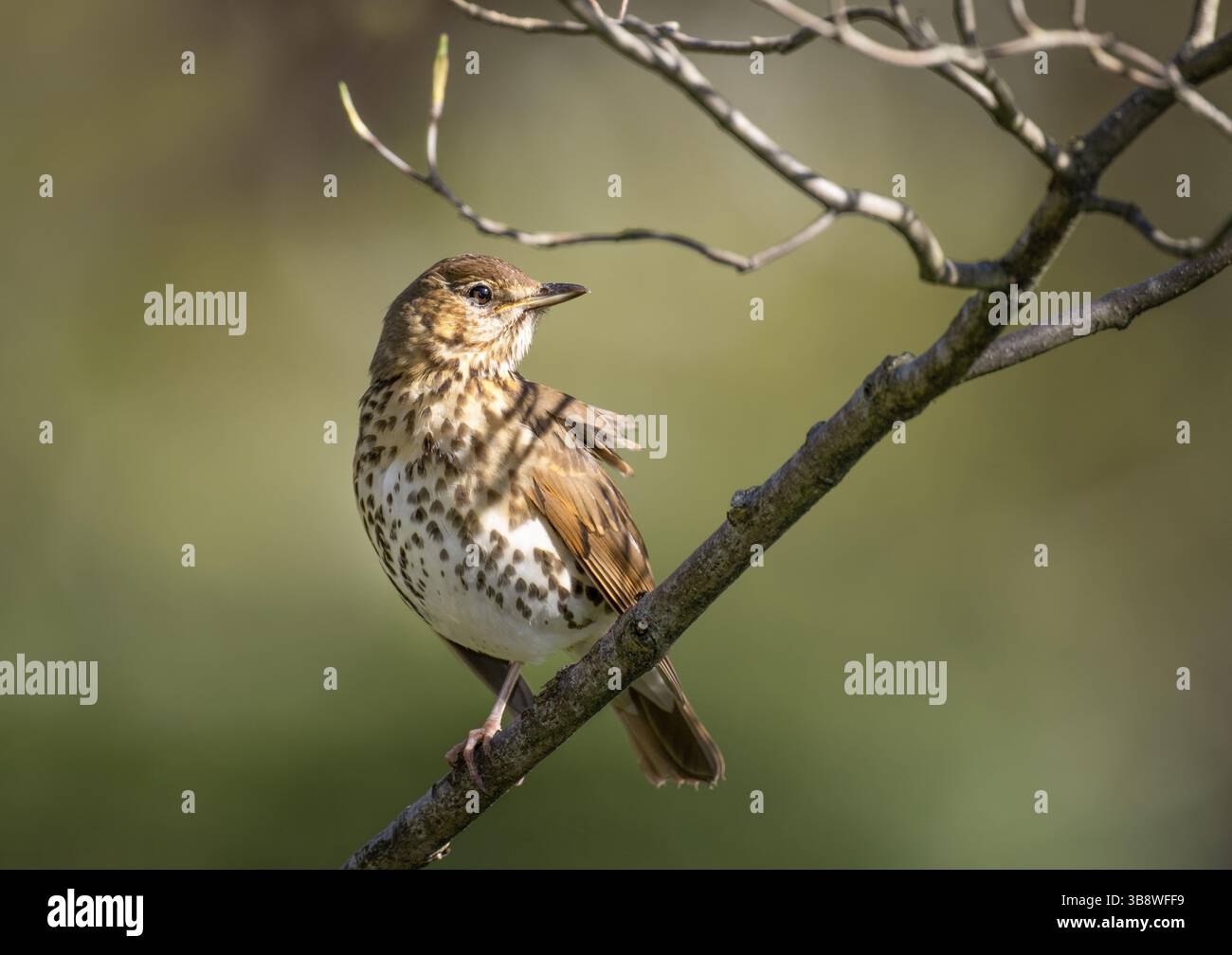 Adult Song Thrush, Turdus philomelos, uccello appollaiato sul ramo, Queen's Park, Londra, Regno Unito Foto Stock