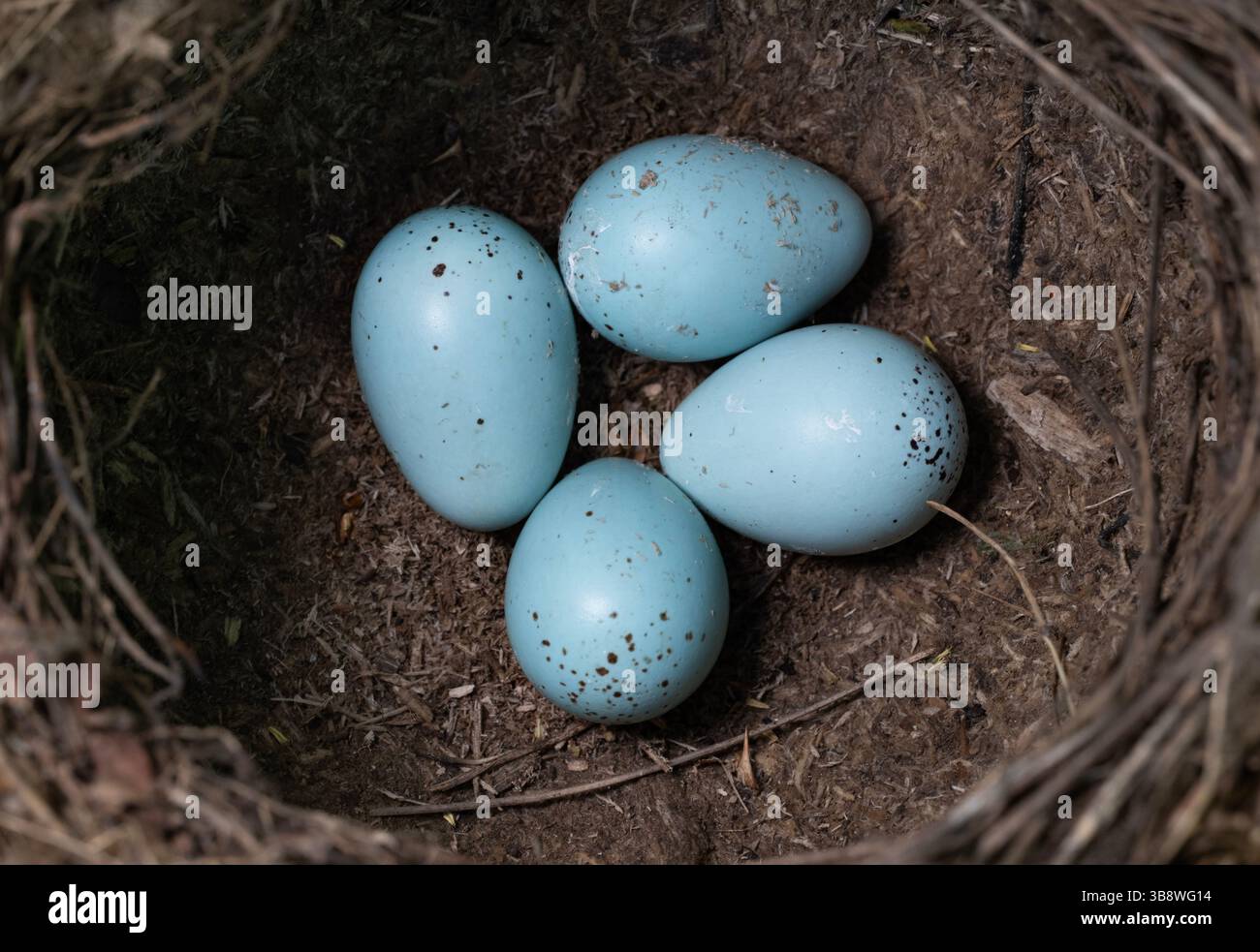 Song Thrush nido con quattro uova blu, Turdus philomelos, Queen's Park, Londra, Regno Unito Foto Stock