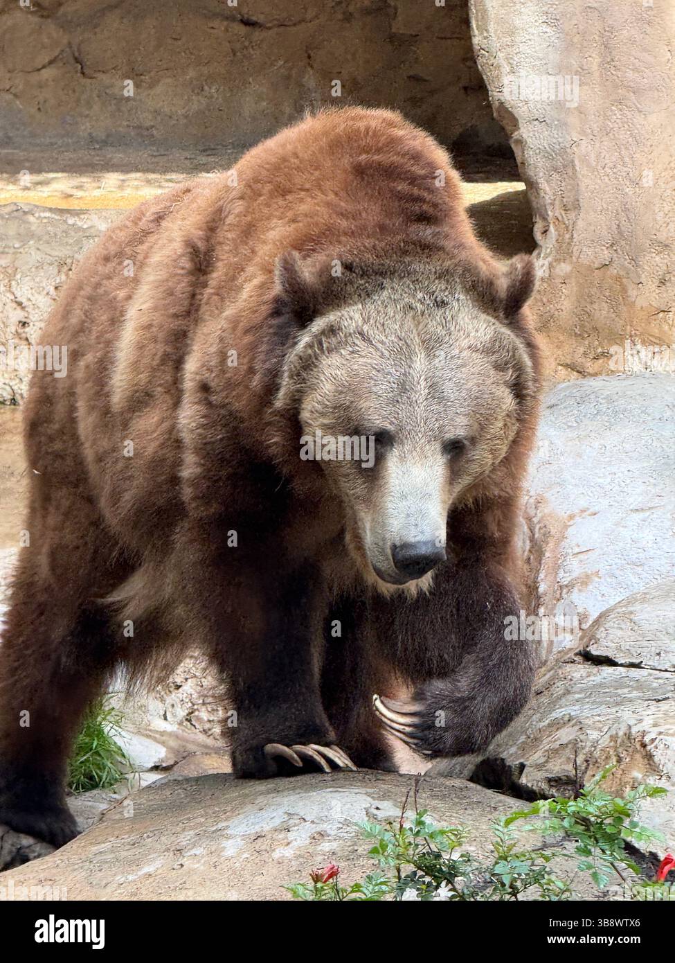 Orso bruno allo zoo di San Diego - Immagine stock catturata con smartphone