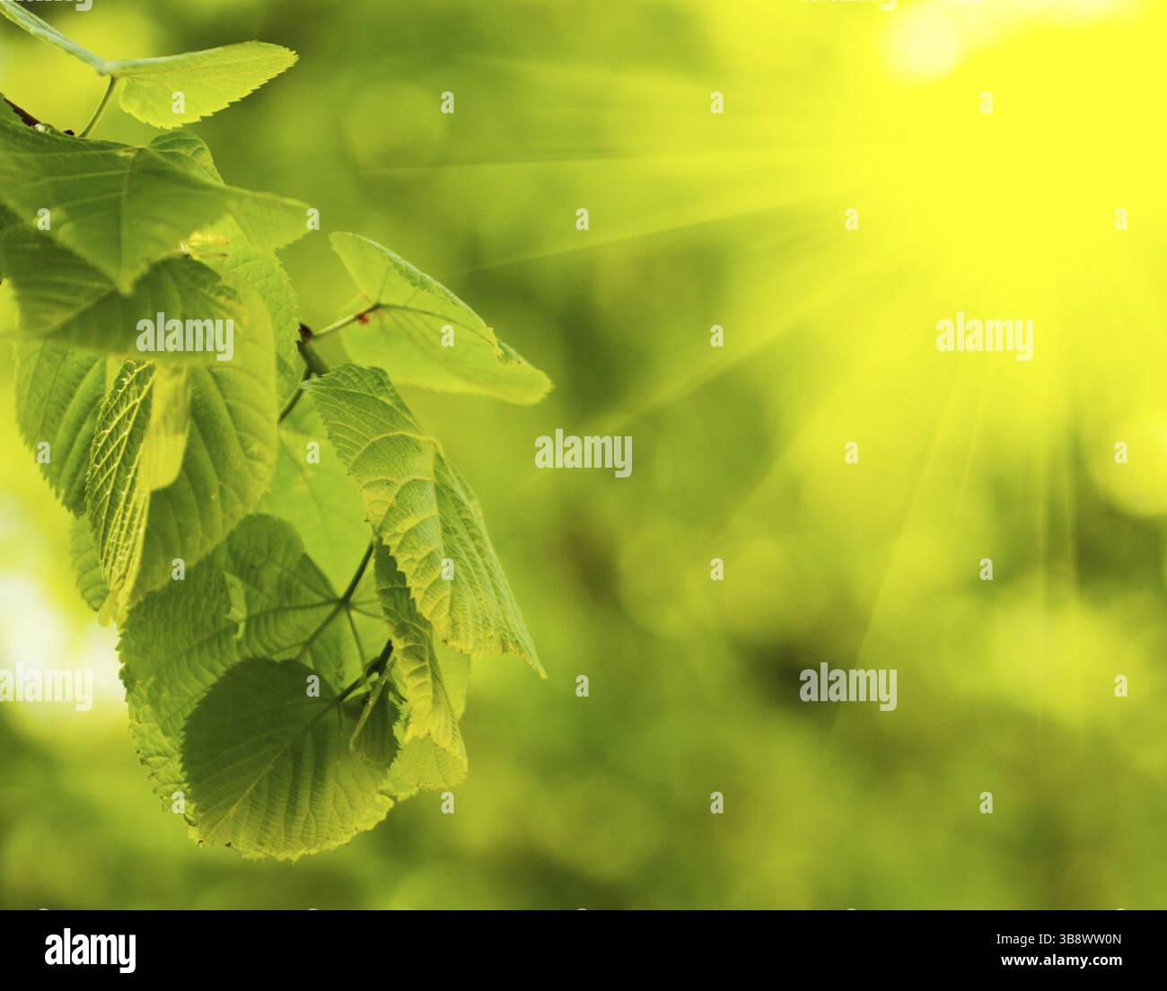 Sfondo foglie verdi. Consistenza naturale della pianta primo piano Foto Stock