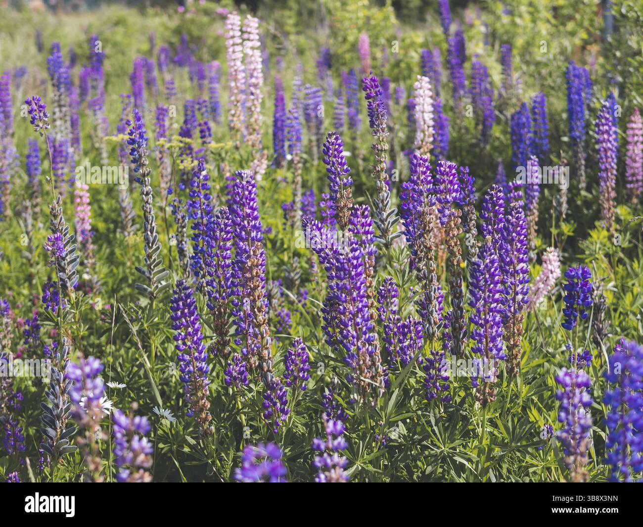 Fiori di lupino viola nel campo. Lupini blu e viola. Shot orizzontale Cottagecore e concetto di agriturismo Foto Stock