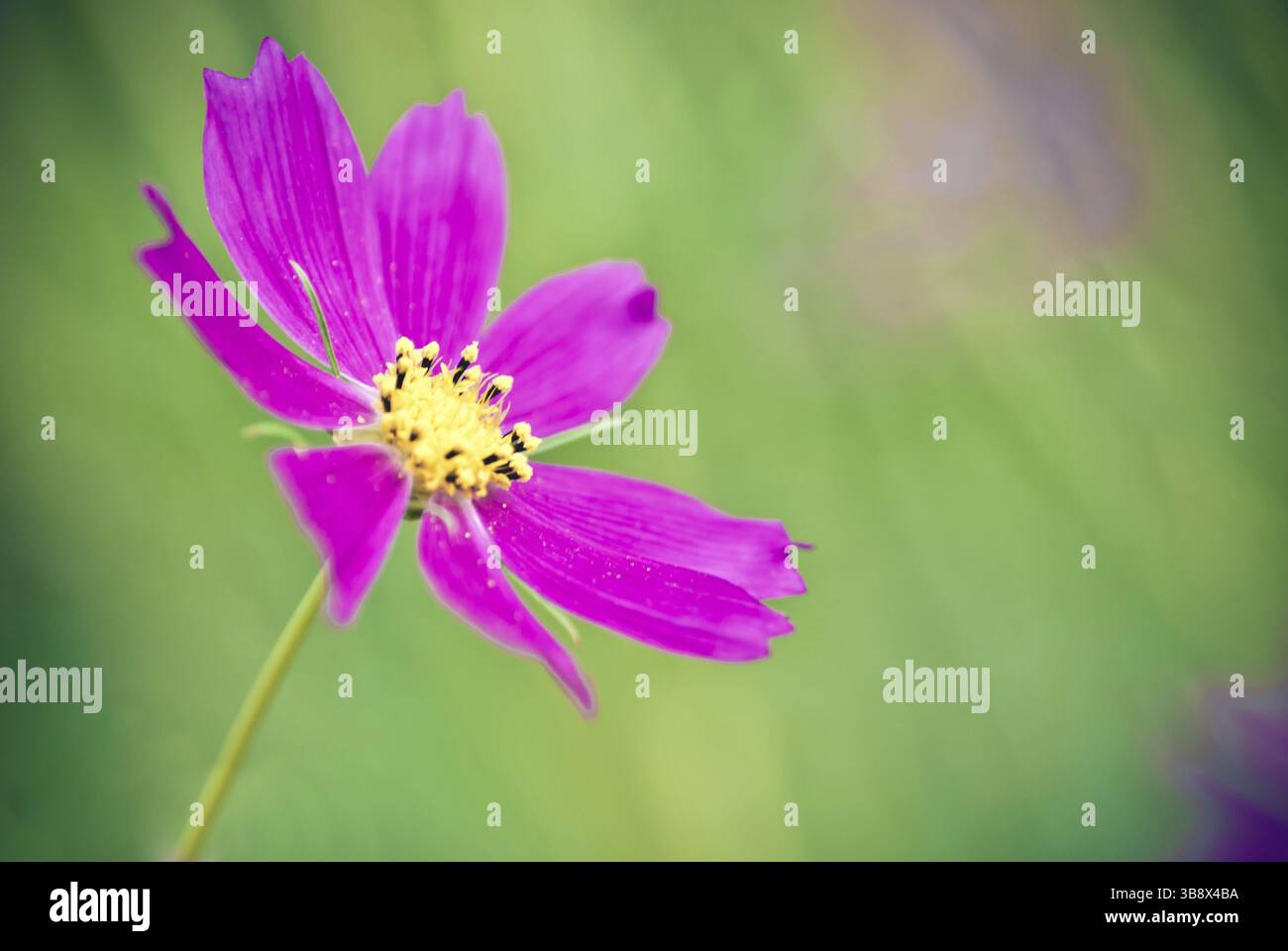 Super macro fiore, il fuoco selettivo e poco profonda profondità di campo Foto Stock