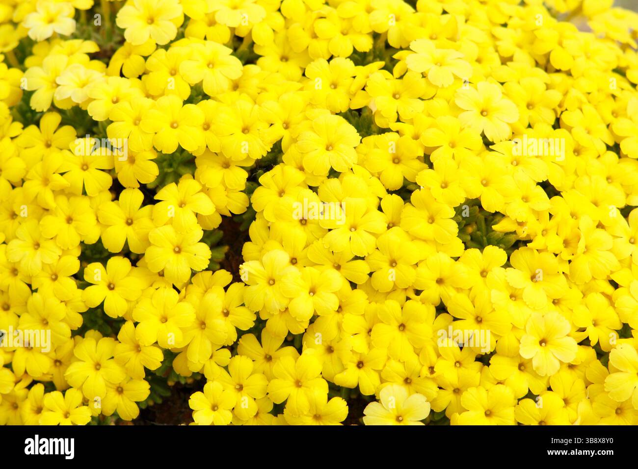 Dionysia aretioides Bevere, una perenne compatta sempreverde, che mostra caratteristici fiori gialli profondi in primavera. Foto Stock