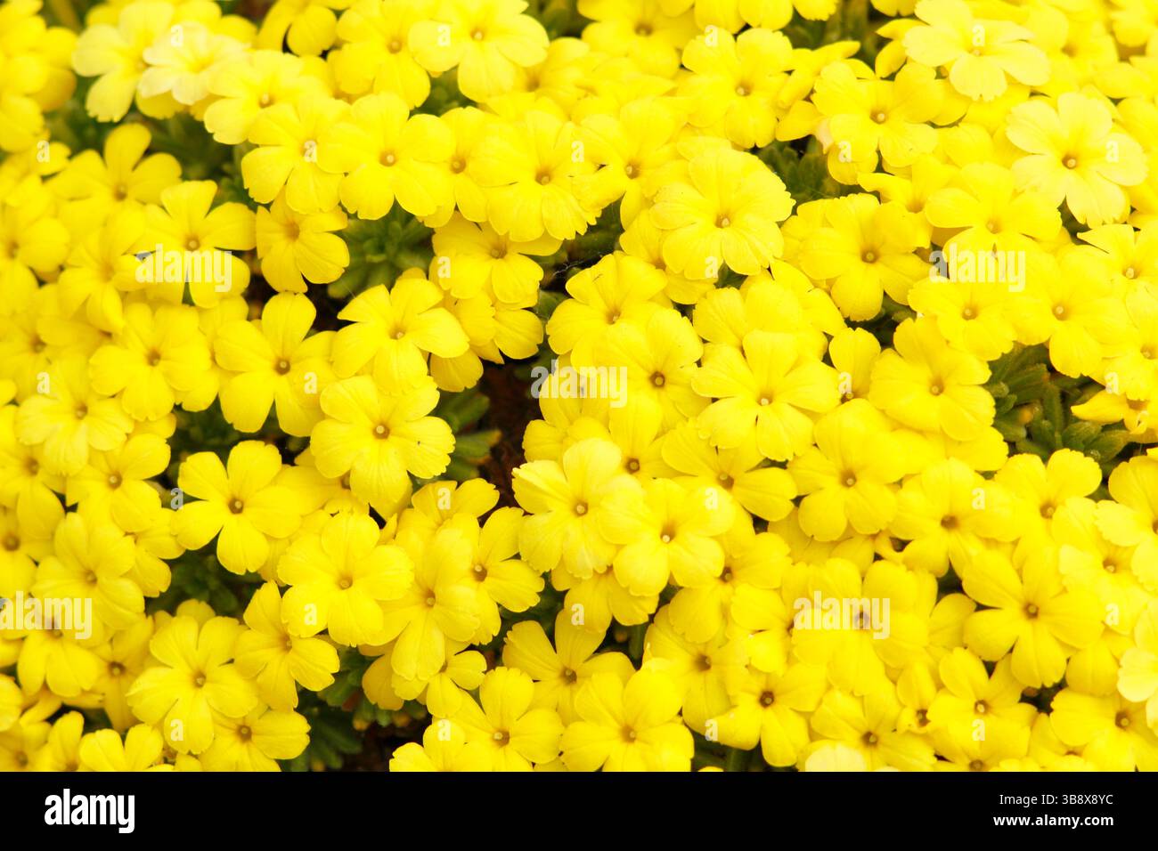 Dionysia aretioides Bevere, una perenne compatta sempreverde, che mostra caratteristici fiori gialli profondi in primavera. Foto Stock