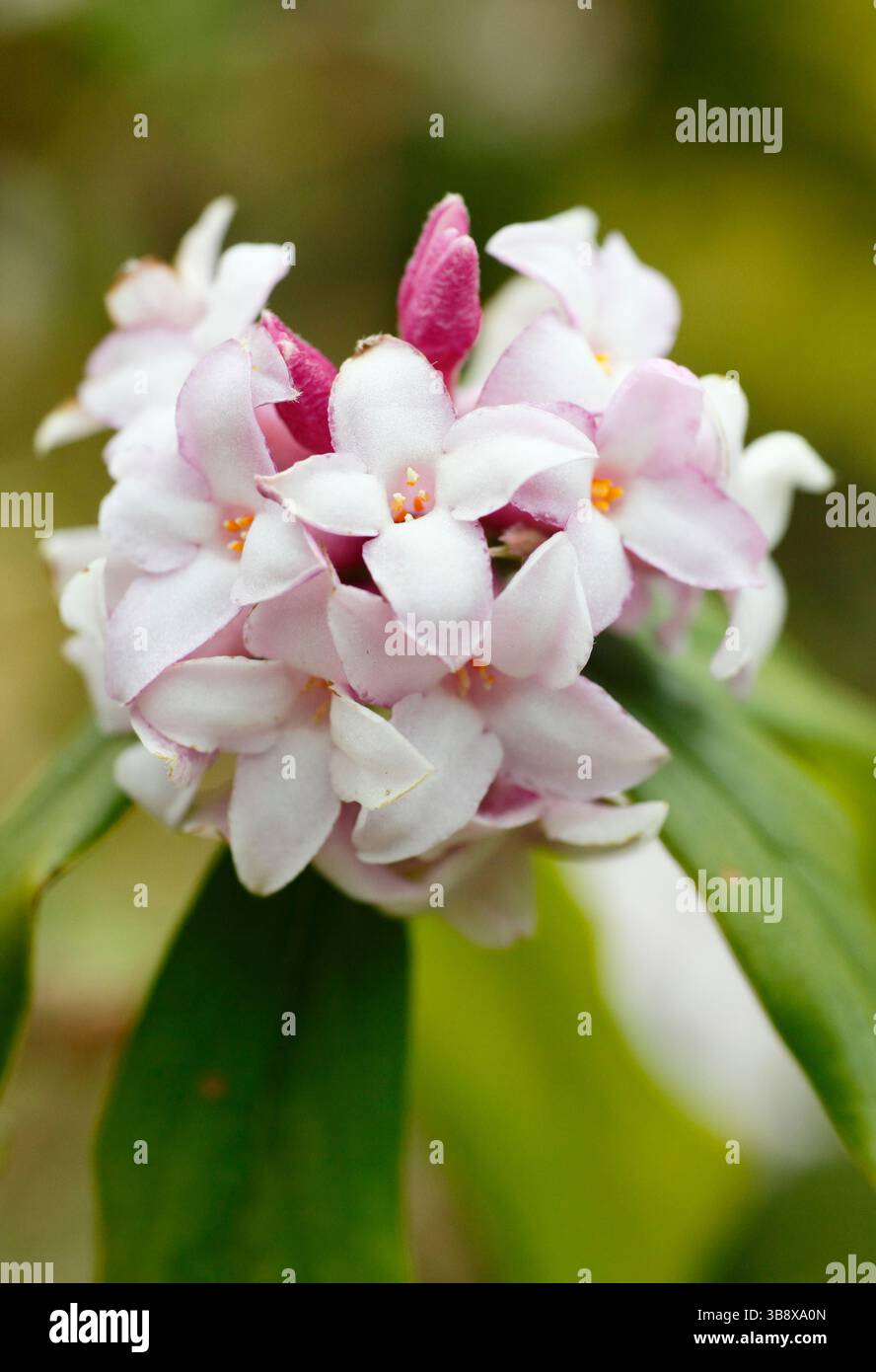 Daphne bholua "Penwood", che mostra caratteristici gruppi di fragranti fiori rosa nel Regno Unito Foto Stock