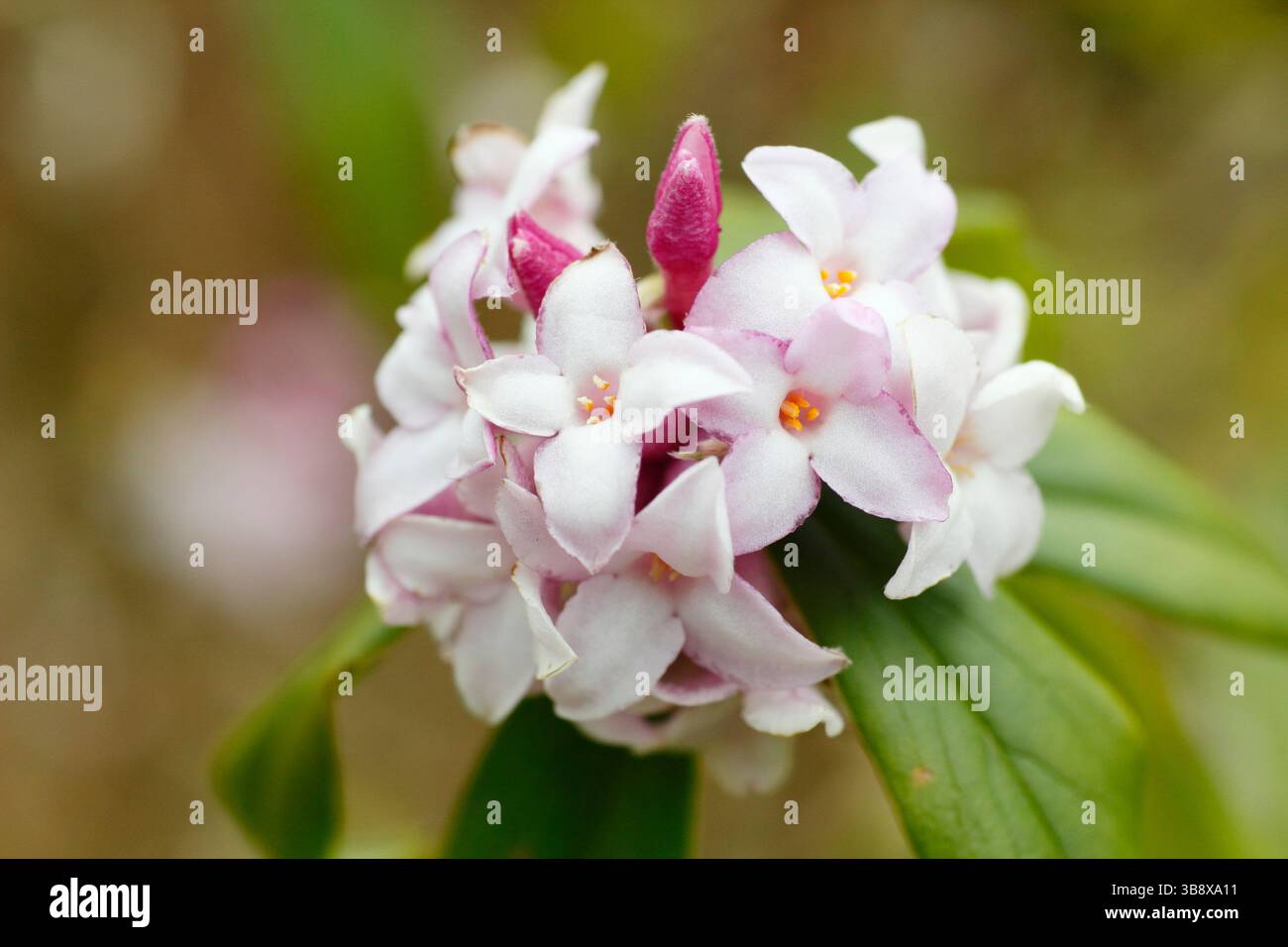 Daphne bholua "Penwood", che mostra caratteristici gruppi di fragranti fiori rosa nel Regno Unito Foto Stock
