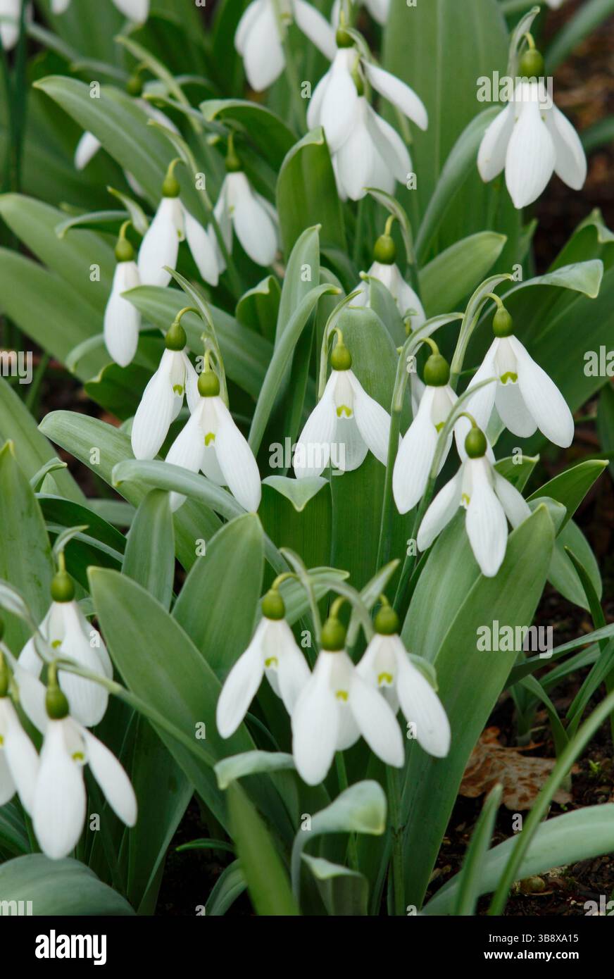 Galanthus elwesii Marjorie Brown snowdrop che mostra distinte ampie foglie glaucous. Galanthus elwesii var. Monosticus "Marjorie Brown" snowdrop. REGNO UNITO Foto Stock