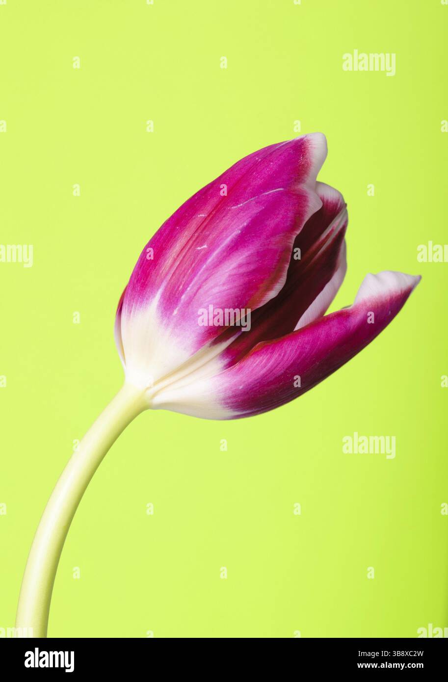 Pink tulip isolato su sfondo verde Foto Stock