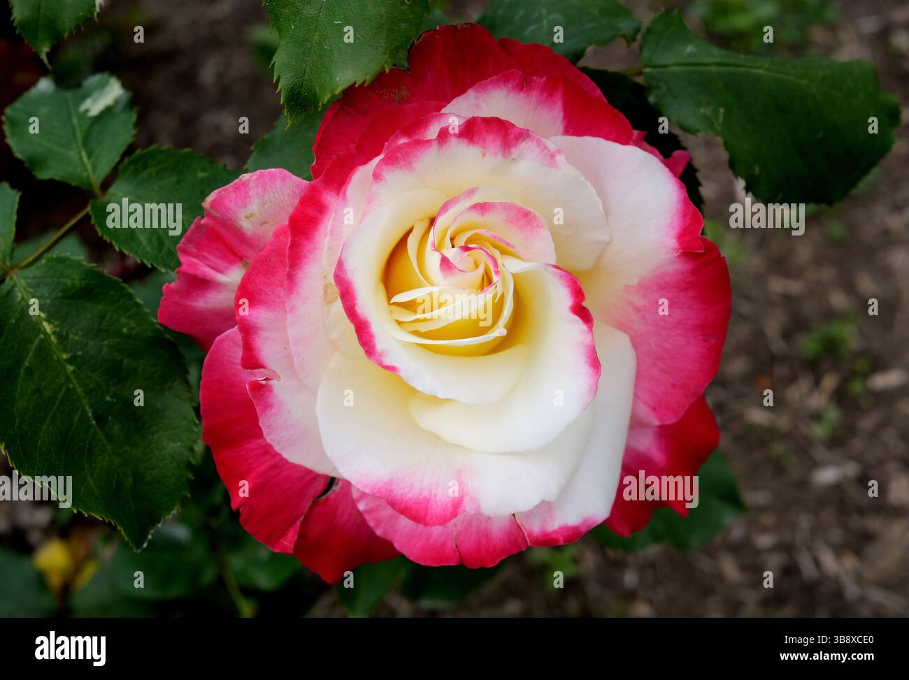 Rosa "Double Delight" rosa e giallo fiore di rosa Foto Stock