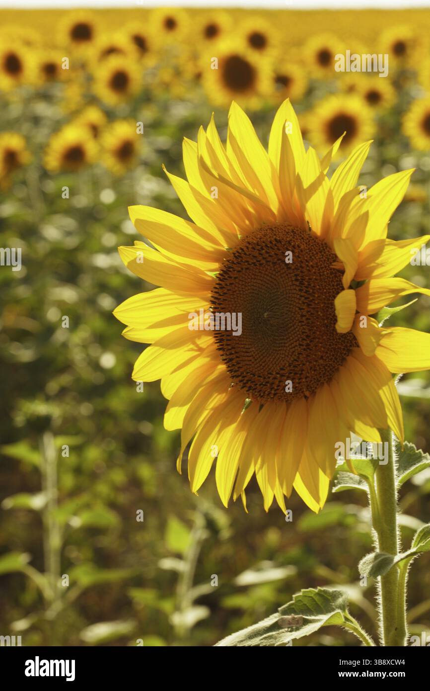 D'estate, il girasole si dirige sul campo Foto Stock