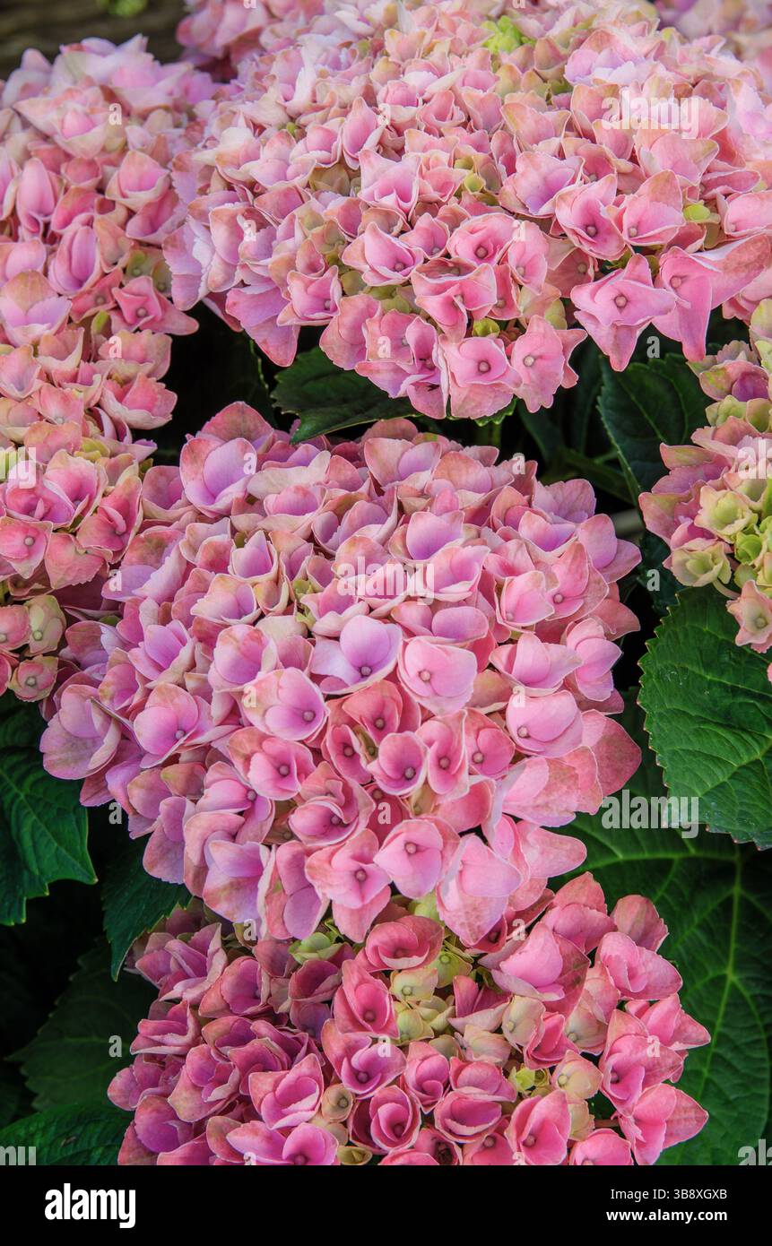 Hydrangea macrophylla Magical Evolution Flower. Una varietà di ortensie che cambia colore. Foto Stock