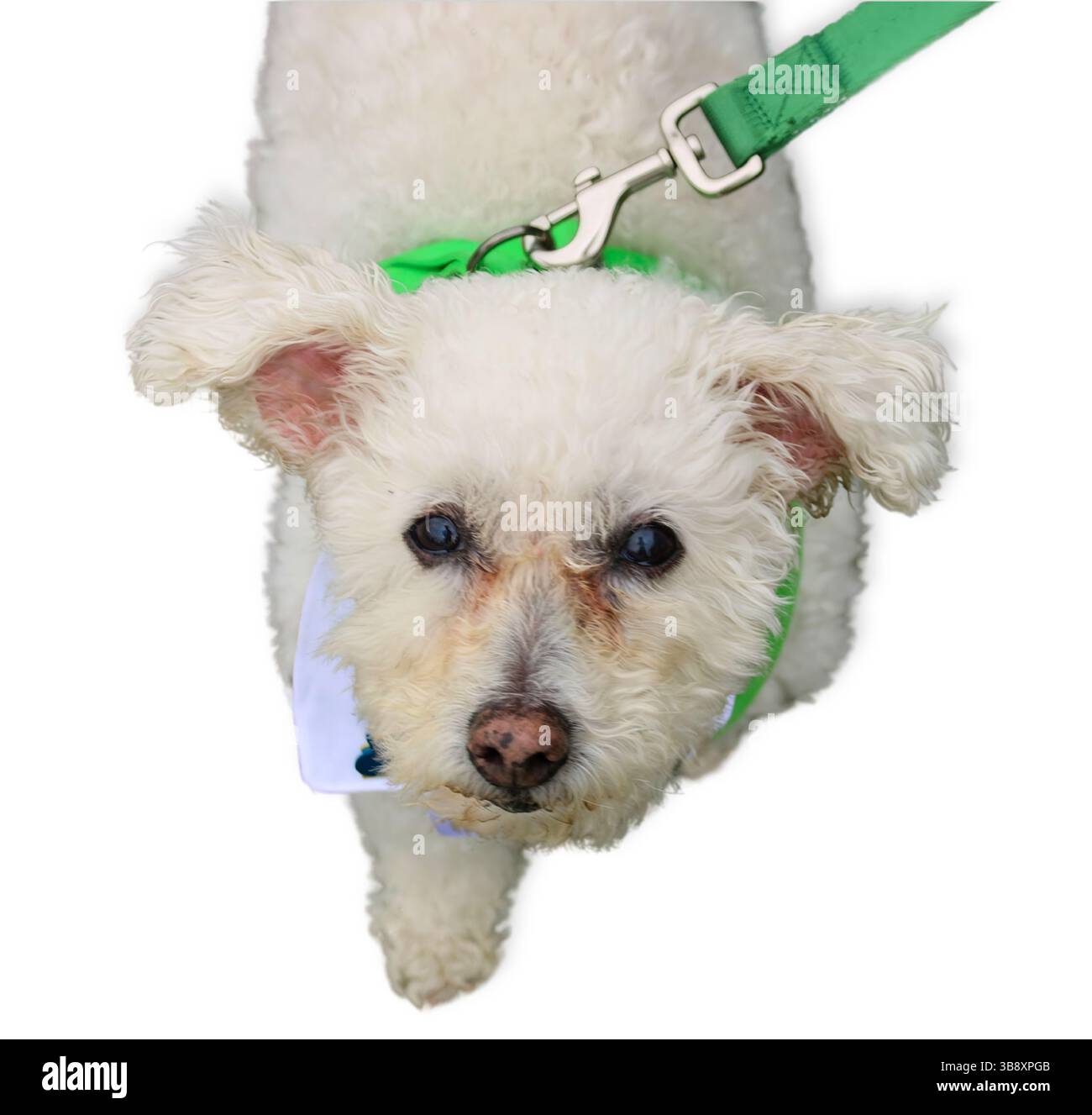 Bichon Frise bianco senior con pelliccia riccia e un guinzaglio verde guarda verso l'alto su uno sfondo bianco, mostrando i suoi occhi delicati, il suo morbido cappotto e il suo lovabl Foto Stock