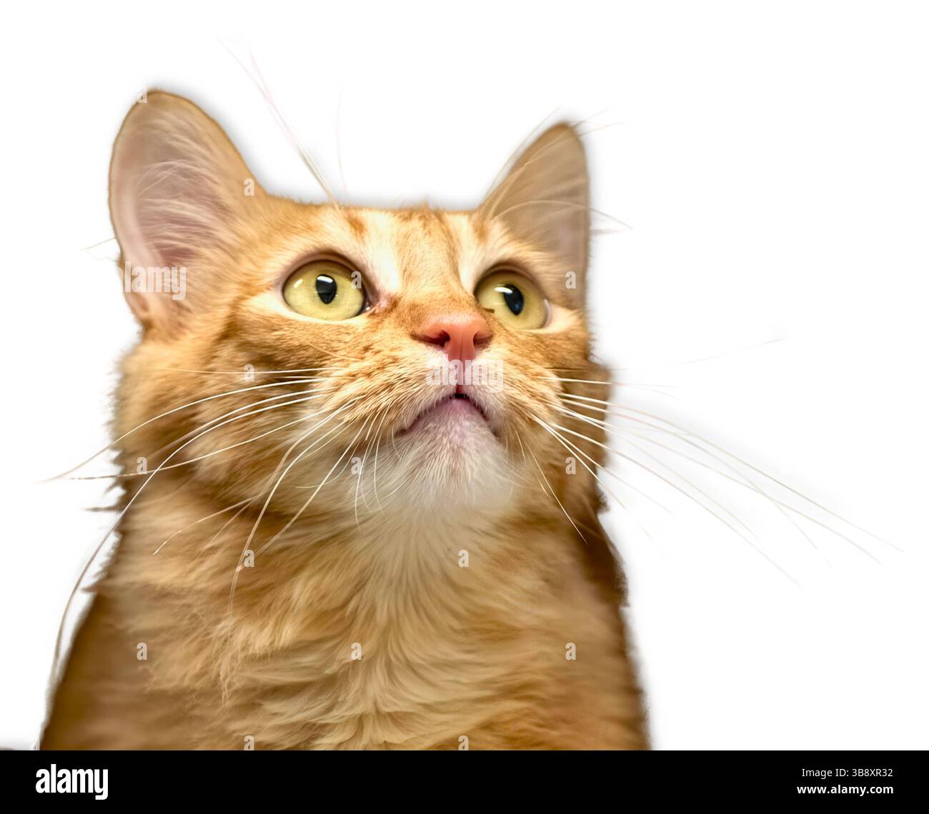 Il gatto da tabby dorato con occhi gialli-verdi luminosi e lunghi baffi guarda verso l'alto con una luce soffusa, catturata in uno sfondo bianco pulito per un effetto sorprendente Foto Stock