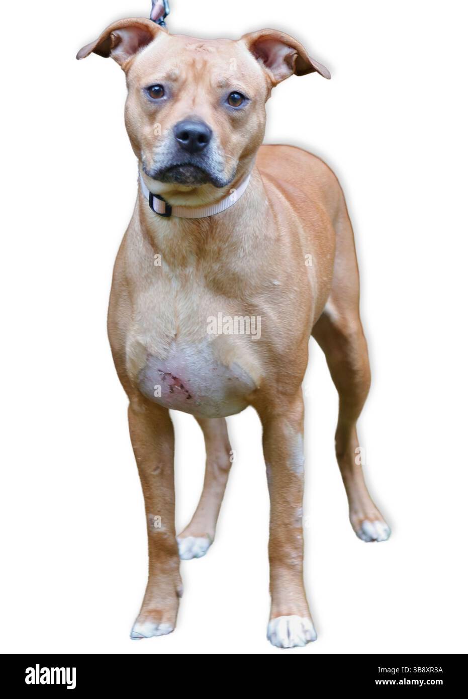 Un mix di toro Tan Pit con un'espressione di allerta e piedi bianchi si posa su uno sfondo bianco, ideale per contenuti di animali domestici promozionali o a tema di adozione con il ristorante Foto Stock