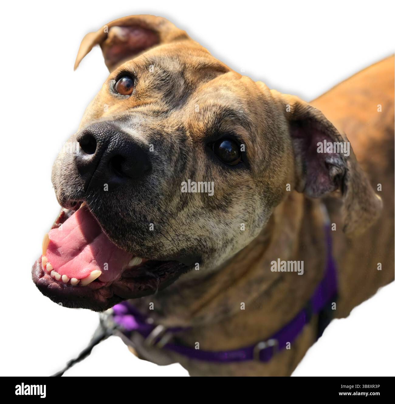 Brindle pit Bull mix indossando un'imbracatura viola guarda con gioia con la bocca aperta, isolato su uno sfondo bianco pulito per un'adozione e una risoluzione di impatto elevato Foto Stock