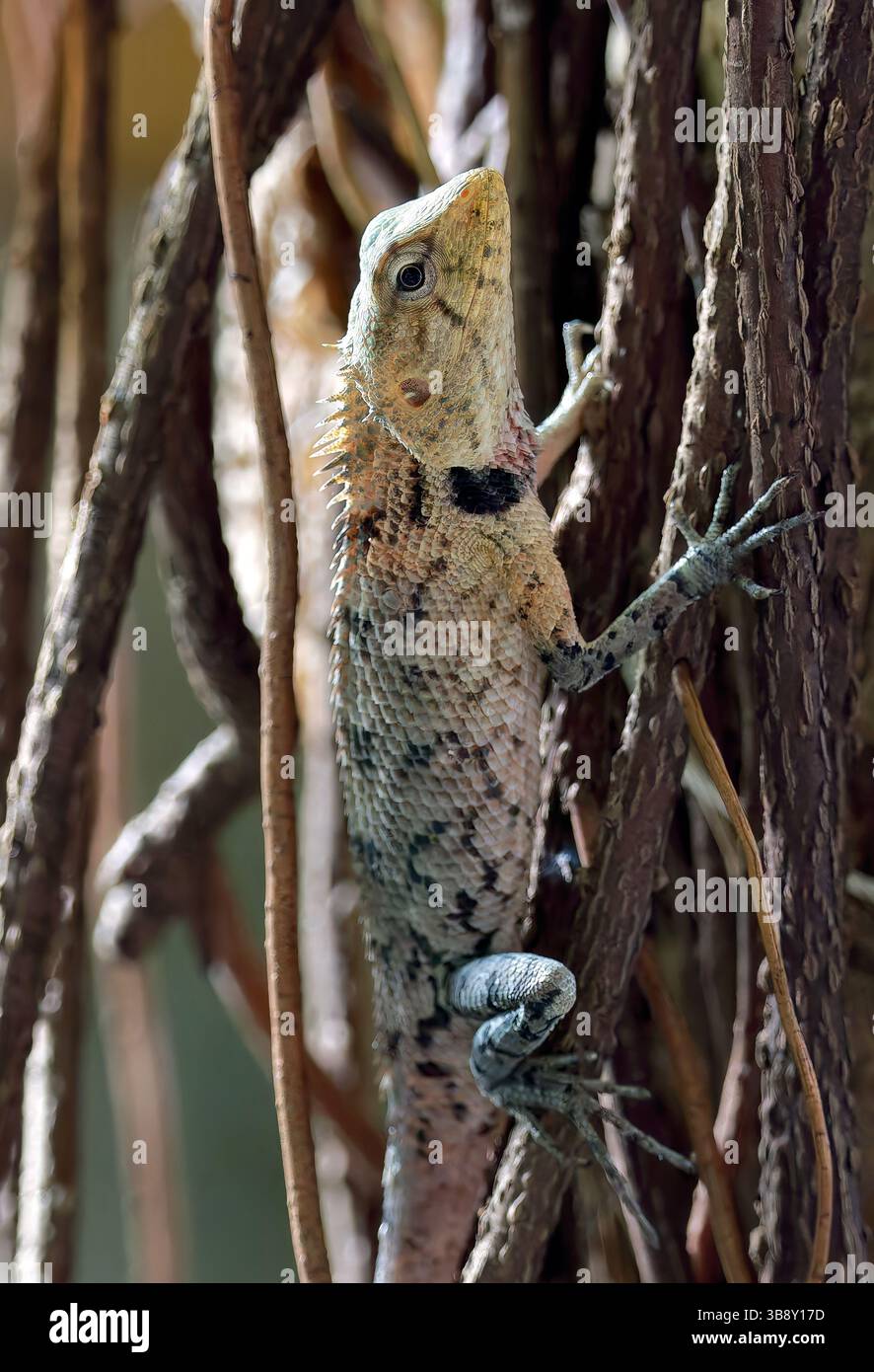 Lucertola da giardino orientale, Blutsaugeragame, agame versicolore, Calotes versicolor, változó díszesagáma, isola di Fulidhoo, Isole Maldive, Vaavu, Asia Foto Stock
