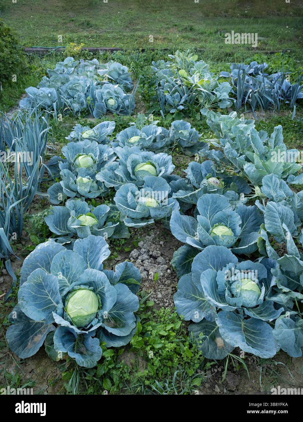 Teste fresche mature di cavolo verde (Brassica oleracea) con un sacco di foglie che crescono in un giardino fatto in casa. Agricoltura biologica, cibo sano, viand BIO, Foto Stock