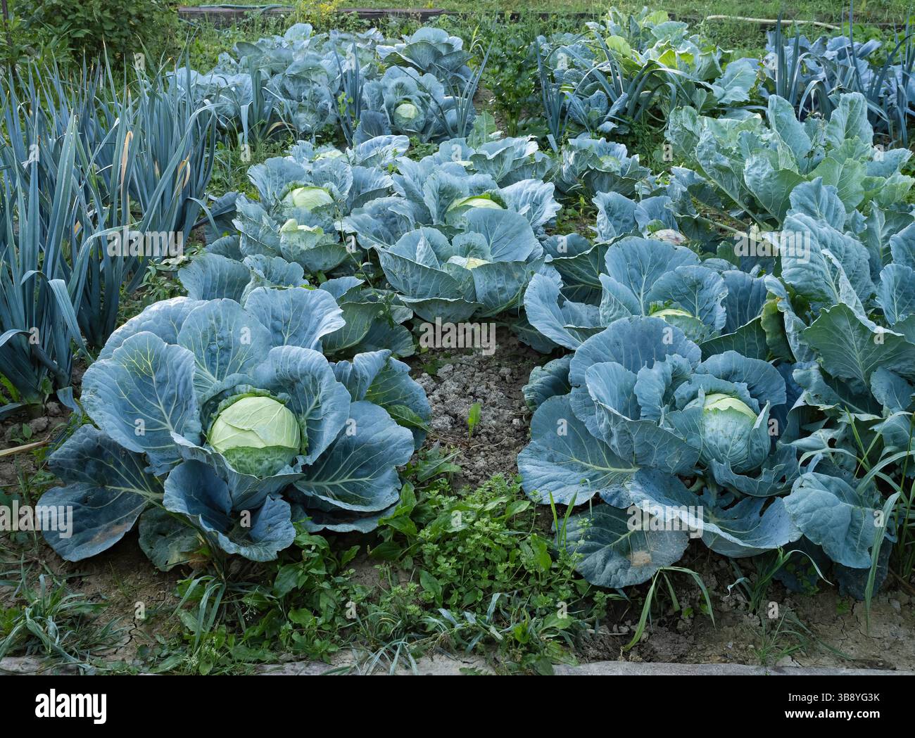 Teste fresche mature di cavolo verde (Brassica oleracea) con un sacco di foglie che crescono in un giardino fatto in casa. Agricoltura biologica, cibo sano, viand BIO, Foto Stock