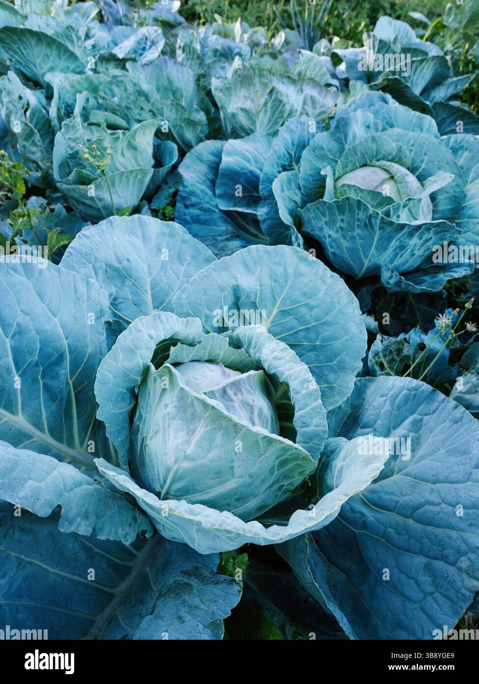 Teste fresche mature di cavolo verde (Brassica oleracea) con un sacco di foglie che crescono in un giardino fatto in casa. Agricoltura biologica, cibo sano, viand BIO, Foto Stock